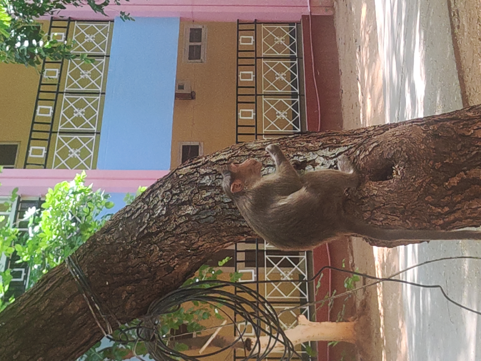 A monkey sits on a thick tree branch in Puttaparthi, India. The branch, wrapped with wires, extends towards the upper left of the frame, covered in textured bark. A portion of a multi-story building is visible in the background, featuring a pink facade, yellow walls, and a light blue section. The building has windows and decorative white metalwork on its exterior. A section of a light-colored wall or sidewalk is to the right.