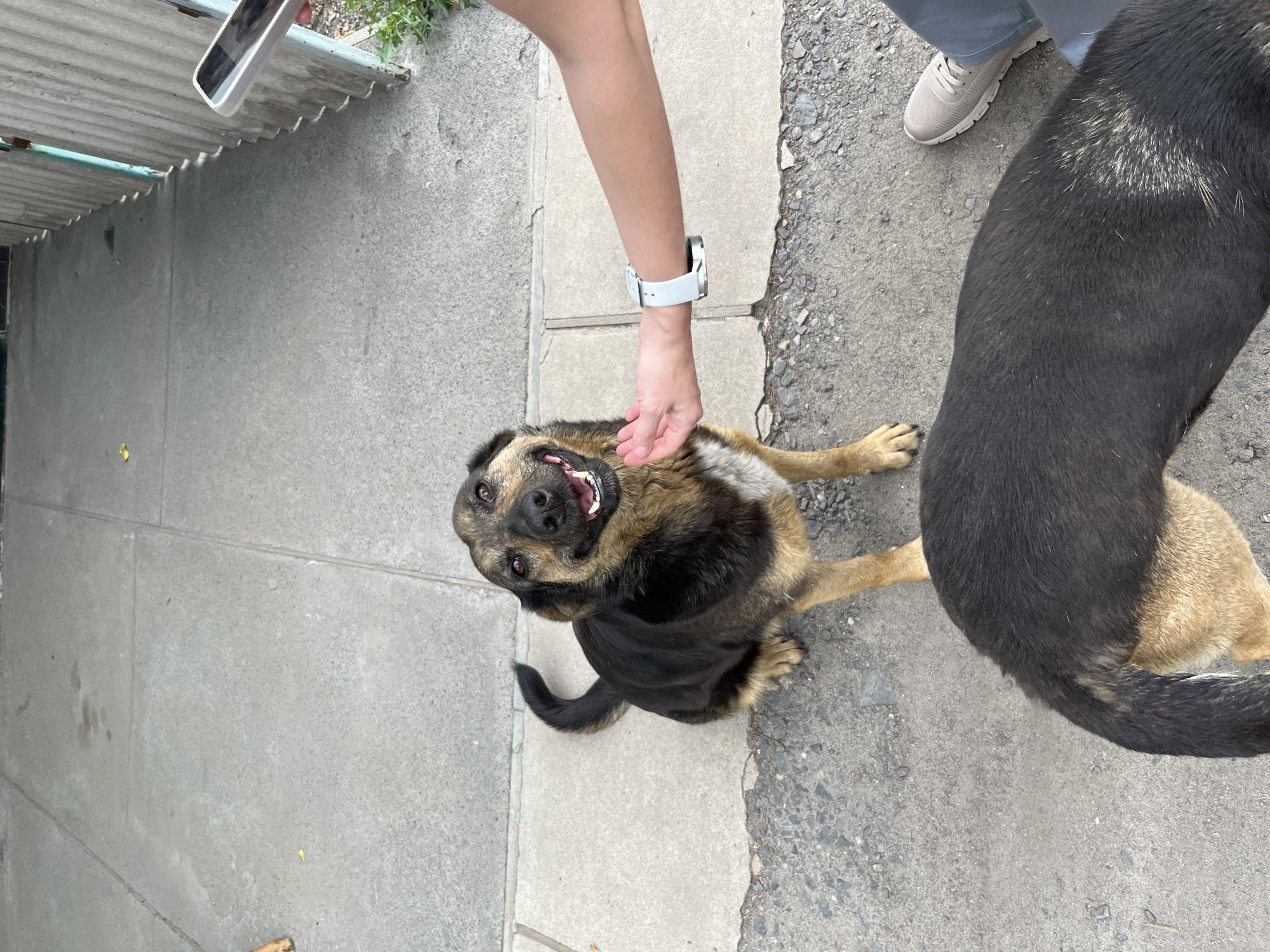 Two dogs are visible on a paved outdoor surface, likely a sidewalk or courtyard, in Kryvyi Rih, Ukraine. The foreground dog, mostly black with tan markings on its legs and chest, is partially obscured, showing its back and tail. The dog in the mid-ground, also a mix of black and tan, is sitting and looking directly at the camera with its mouth open in what appears to be a smile. Its front right paw is raised, and a human hand with a white smartwatch is extended towards it, seemingly petting the dog's head. To the right, a person's legs and arm are visible; the person is wearing gray pants and a beige sneaker. A cell phone is held in the person's right hand. In the background, a corrugated metal fence runs along the right side of the image. The environment appears to be urban, with the concrete ground showing some cracks and loose gravel.