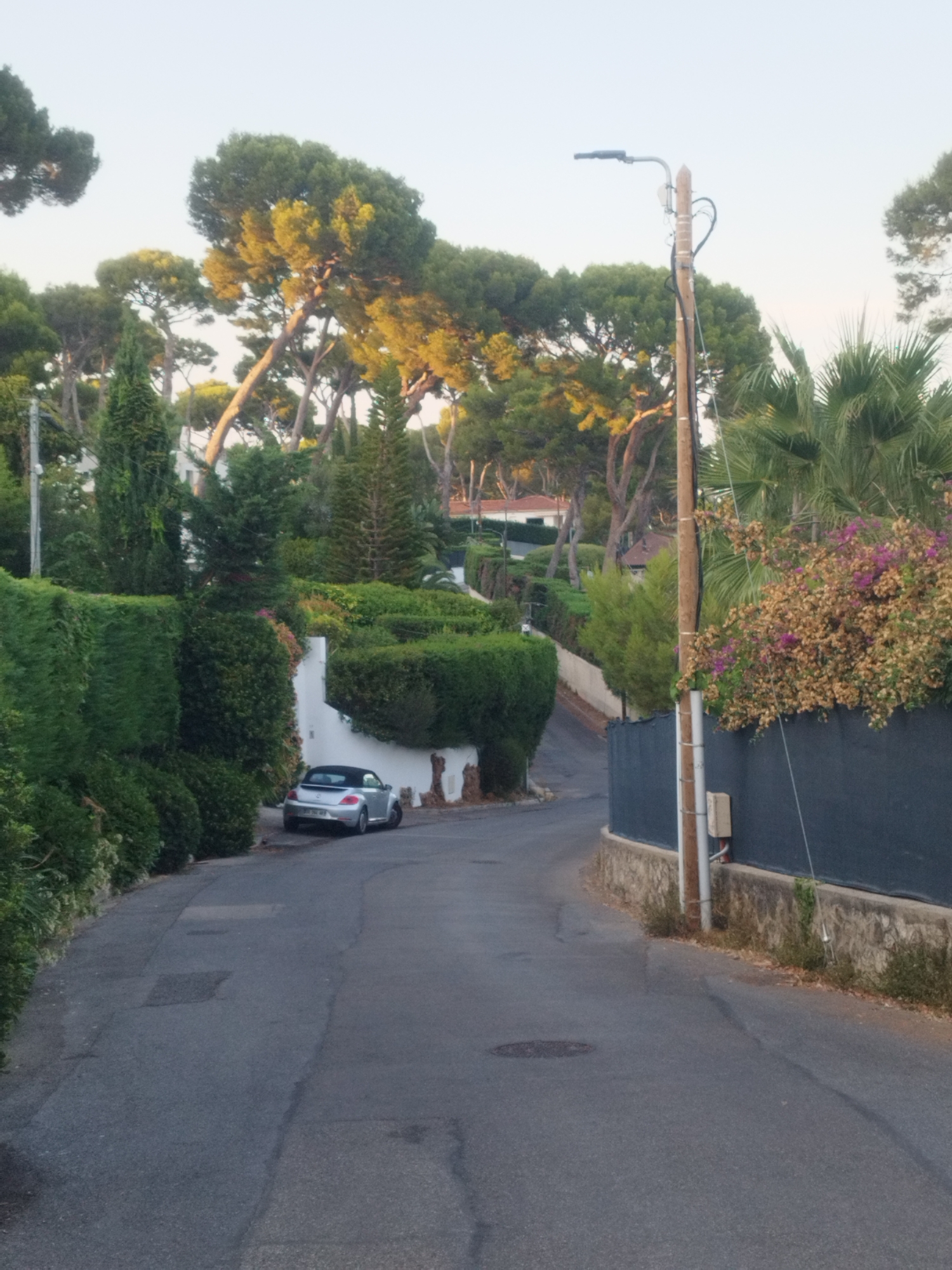 The image depicts a narrow, winding asphalt road in Antibes, France, lined with dense, manicured hedges on both sides. In the background, tall pine trees with golden-lit foliage are visible, suggesting either early morning or late afternoon light. A silver convertible car is parked on the side of the road, near a white wall. A wooden utility pole with a streetlamp is prominently positioned on the right side of the road, equipped with electrical wires and a small junction box. Beyond the road, there are glimpses of houses nestled within the greenery, and a dark grey fence runs along the right side of the road, separating it from a property with flowering bushes. The sky is clear and pale.