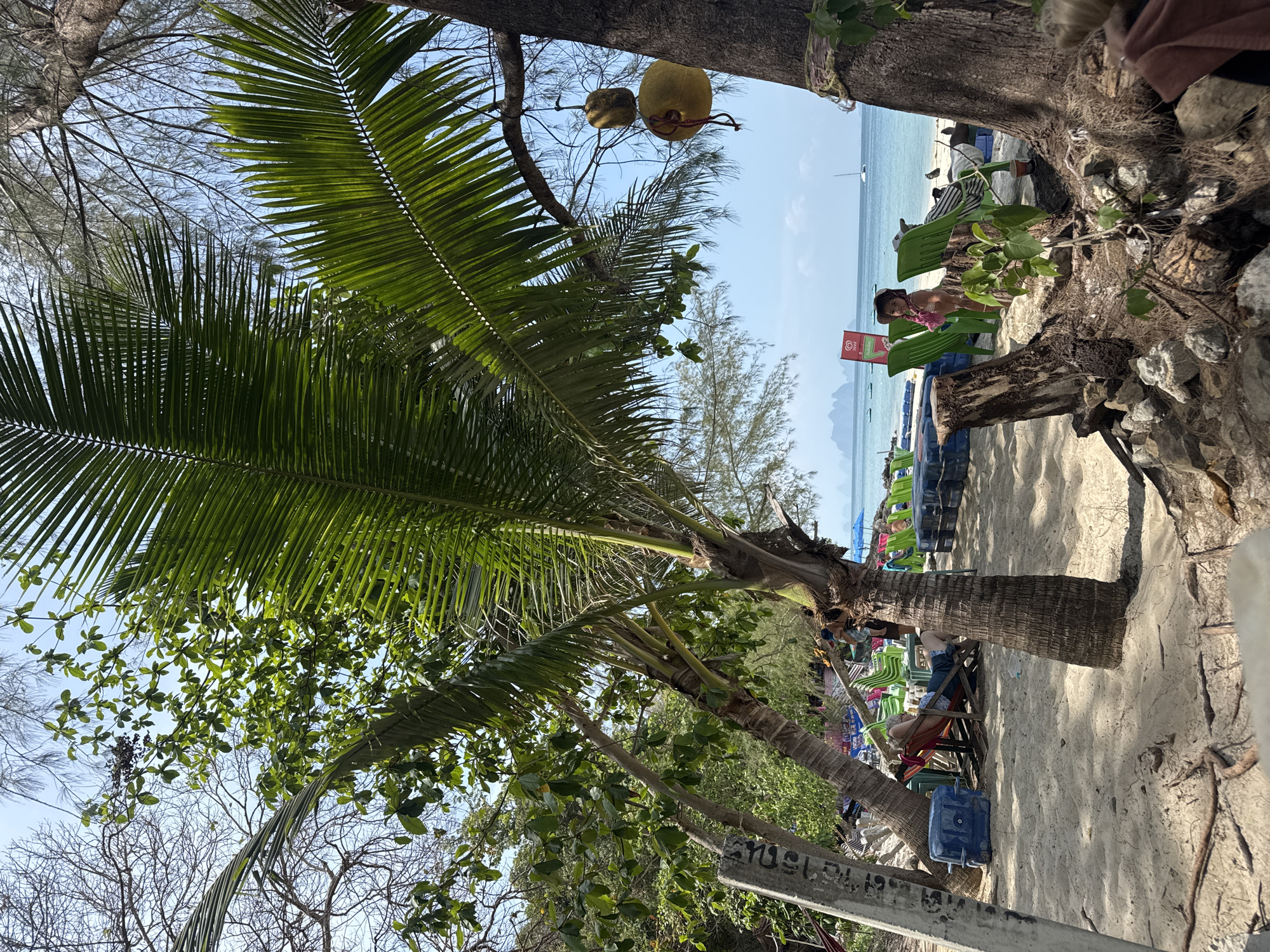 The image depicts a beach scene in Pa Khlok, Thailand. A prominent palm tree stands with its fronds extending towards the sky and left side of the frame. Underneath the palm tree, beachgoers are lounging in colorful chairs. The sandy beach is lined with chairs and other vegetation. A red sign is near the seated beachgoers. In the background, the ocean is visible with a boat on the water under a clear blue sky. There are also coconuts hanging in the tree branches in the background. The image is rotated counterclockwise.