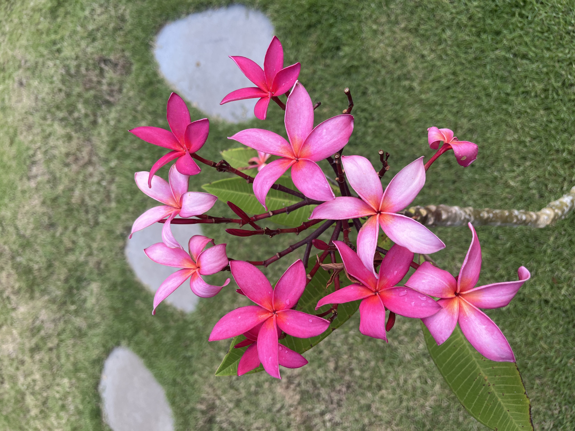 The image shows a close-up of a cluster of pink plumeria flowers (also known as frangipani) against a blurred background of green grass and stepping stones. The flowers are in various shades of pink, ranging from light to dark, with some petals showing a gradient of color. Some flowers have water droplets on their petals. The leaves of the plumeria plant are visible amidst the flowers. The background suggests a garden or landscaped area. Based on the prompt, the location is likely in Nusa Penida, Indonesia, given the common occurrence of plumeria trees in this region.