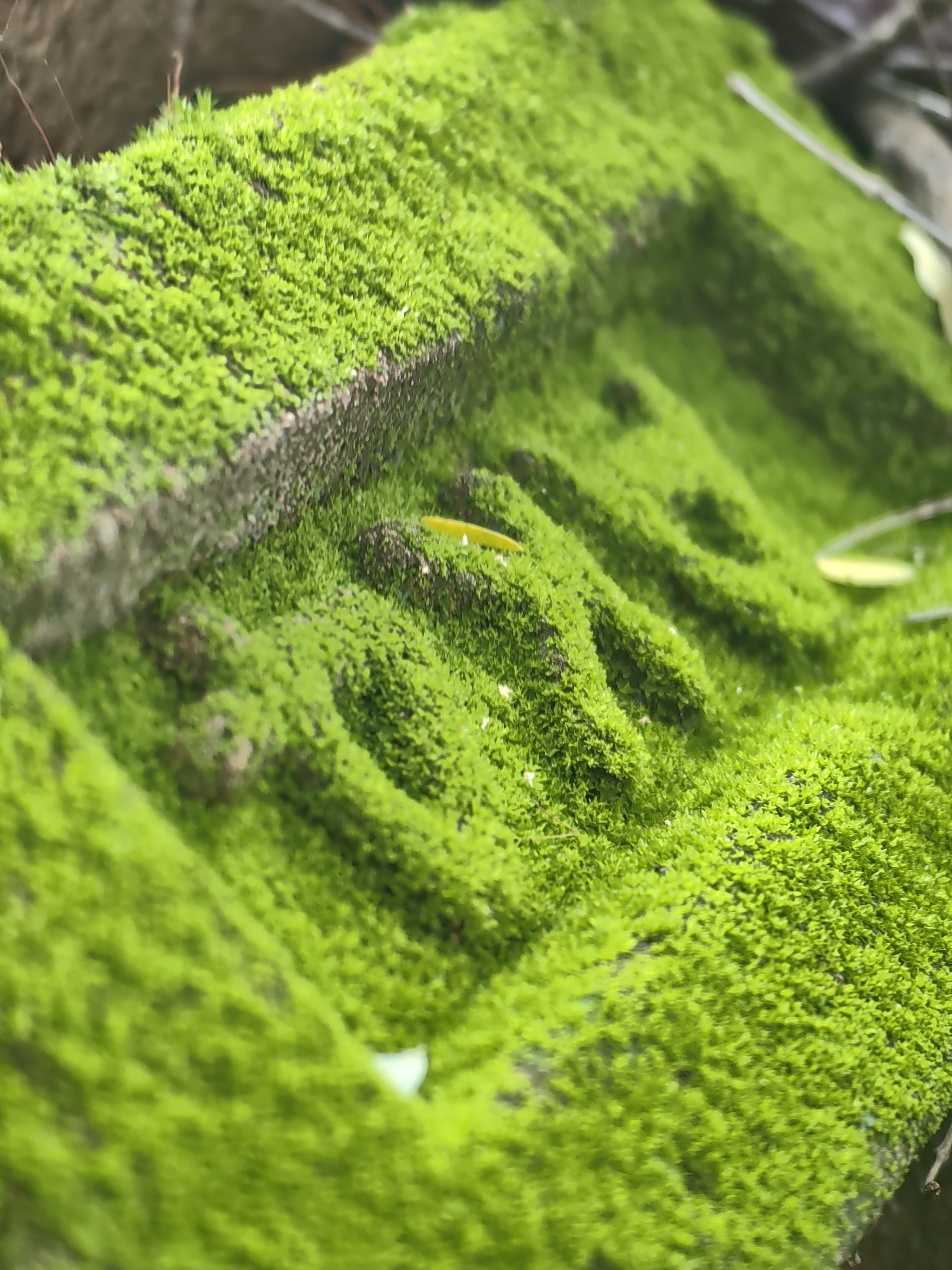 The image shows a close-up, angled view of a moss-covered surface, likely a rock or weathered material. The moss is a vibrant green and appears soft and dense, covering the uneven texture of the underlying surface. In the foreground, some of the moss is in sharp focus, revealing individual plant structures. Further back, the moss becomes softer and the details less distinct, with a blurred background that suggests natural surroundings. A thin, yellowish-green leaf or blade of grass is visible lying on the moss in the middle ground, and a few small white specks, possibly tiny flowers or debris, are scattered throughout. The overall impression is one of natural growth and texture. There are no people or actions depicted. The location is Mhaiswadi, India.