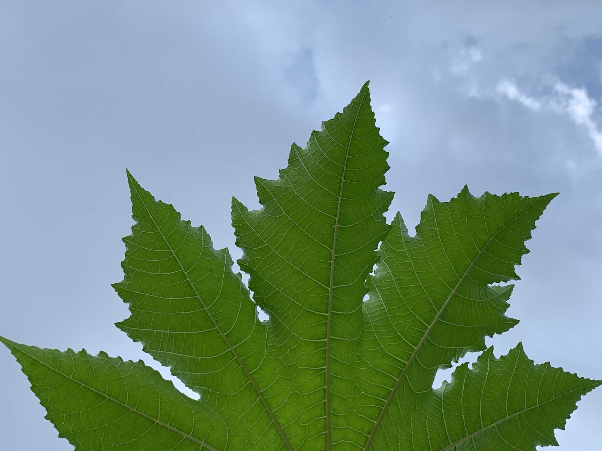An extreme close-up, low-angle shot captures the vibrant green of a large, serrated leaf against a pale blue sky with scattered white clouds. The leaf dominates the left side of the frame, its intricate network of veins clearly visible. The cloudy sky occupies the right side of the image. The image depicts a close-up of a leaf's texture and veins. The image was captured in Ikorodu, Nigeria.