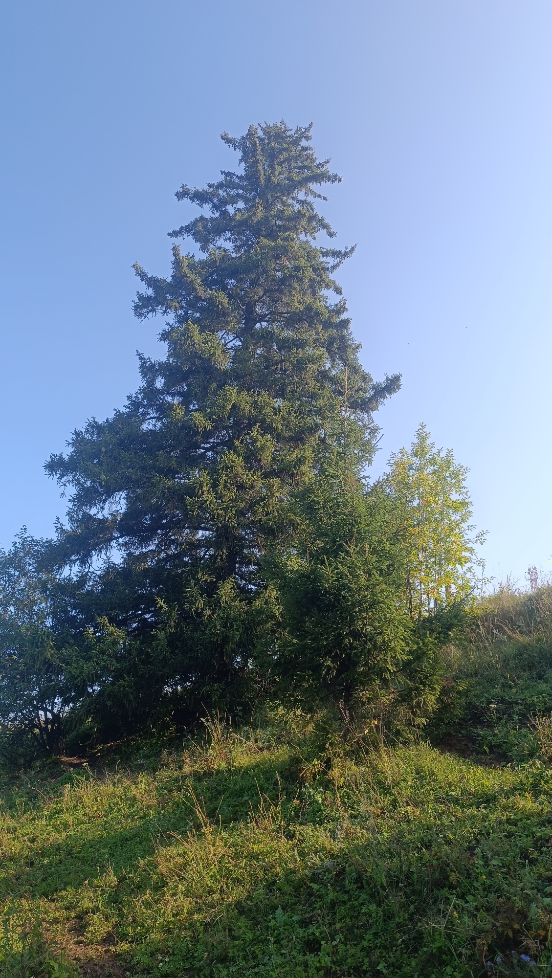 The image displays a tall, dense evergreen tree dominating the frame against a clear blue sky. The tree's branches are full of needles, giving it a thick, dark green appearance. In front of the large tree and to its right, there are smaller evergreen trees and some deciduous trees with yellowing leaves, suggesting it might be autumn. The trees are situated on a grassy, uneven slope that is covered in various green plants and grasses. Sunlight casts shadows and highlights across the vegetation, indicating a sunny day. The background is the expansive sky, with no visible man-made structures or people, suggesting a natural or semi-rural outdoor setting. The specific location in the city of Karsha, Russia, is not visually indicated by any landmarks or identifying features in the image.