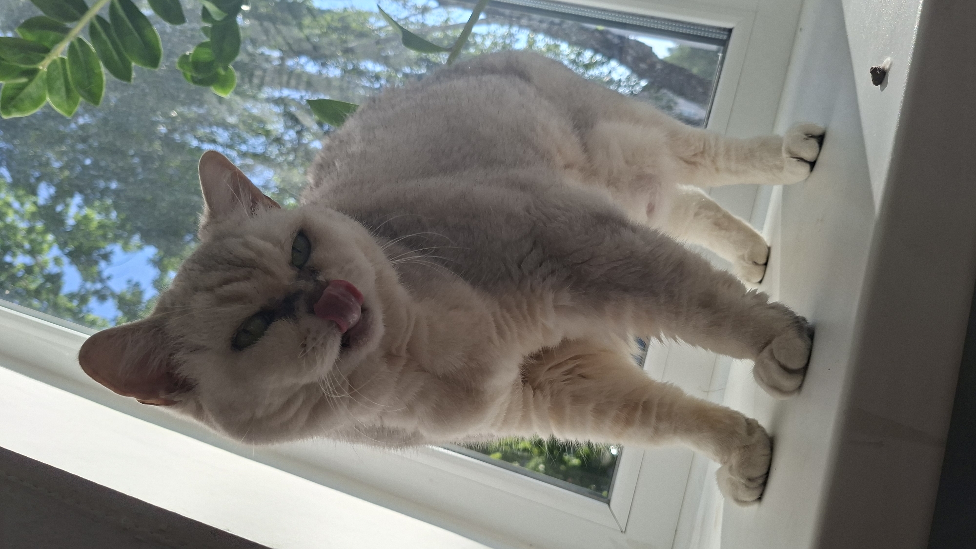 A light-colored cat with green eyes is licking its nose while standing on a white windowsill. The cat's fur appears to be short. In the background, through a window, deciduous trees and blue sky are visible. A green plant with thick leaves is on the right side of the window. The scene is indoors, with a view of the outdoors.