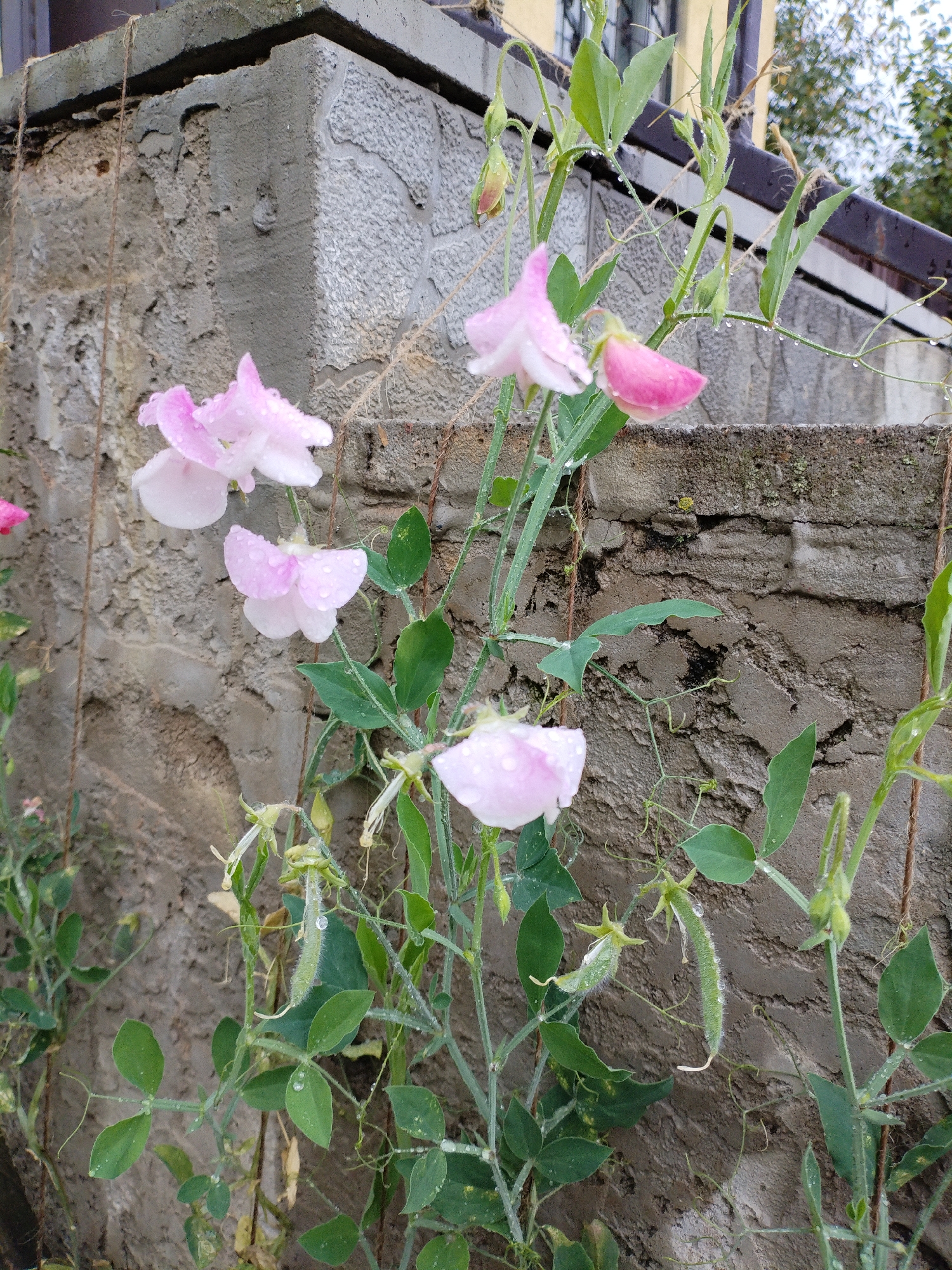 A close-up, eye-level, outdoor shot captures a patch of delicate pink sweet pea flowers and their developing seed pods clinging to a rough, weathered stone wall. Water droplets adorn the petals and leaves, suggesting recent rain. The background shows more of the textured wall, a dark railing, and a blurry glimpse of foliage and building elements. The image appears to be taken in Bialynichy, Belarus.