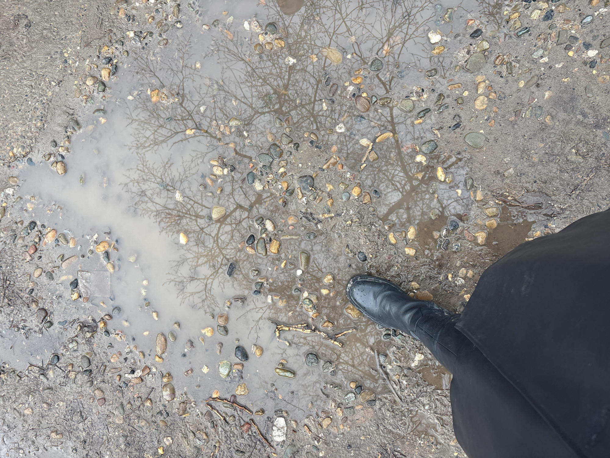 An overhead photograph depicts a human right leg and foot positioned on muddy, gravelly ground in Chaikovsky, Russia. The individual wears a black, high-ankled boot with a thick, textured sole, and dark, possibly black, trousers or skirt. The boot is situated at the lower-left quadrant of the frame, near the edge of an irregular, shallow puddle. The ground surface consists of dark brown-grey mud intermixed with numerous small, multi-colored pebbles and stones, along with scattered twigs and debris. The puddle reflects the clear, bare branches of an overhead deciduous tree and an overcast sky, indicating an outdoor setting during a leafless season. The reflection of the tree branches dominates the central and upper-right portions of the puddle. The overall environment appears wet and uneven.
