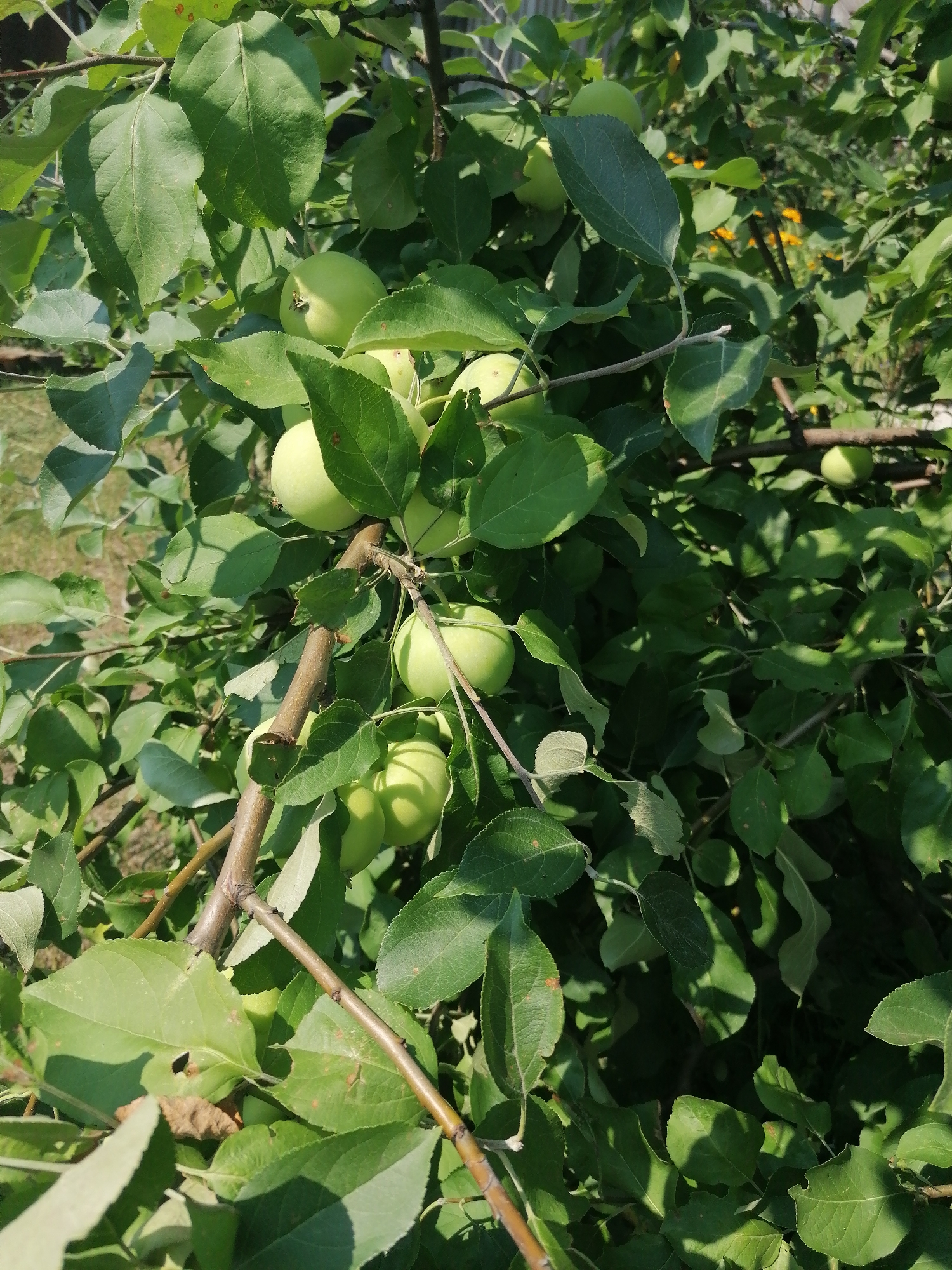 An overhead medium shot captures a close-up view of unripe green apples hanging from the branches of an apple tree. The apples, varying in size, are clustered among lush green leaves and sturdy brown branches, some of which are partially obscured by foliage. The scene is set outdoors, with dappled sunlight illuminating the fruit and leaves, suggesting it is daytime. The background is a blur of green foliage and hints of yellow flowers, possibly indicating a garden or orchard setting in the village of Mylnikovo, Russia. The image is a static, naturalistic portrayal of fruit on a tree.