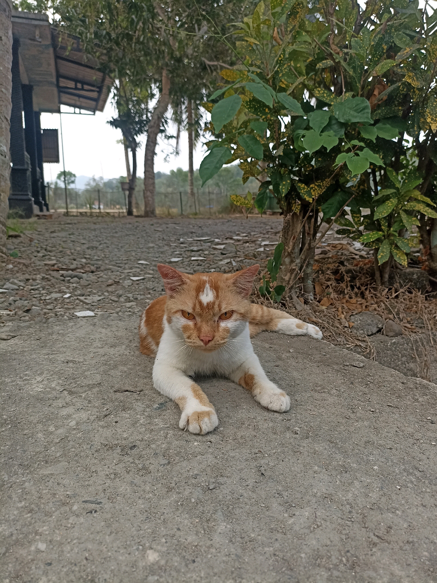 An orange and white cat is lying on a concrete surface, facing the camera. The cat is positioned in the foreground, with its body angled slightly to the right. Behind the cat, a gravel path stretches into the background, bordered by trees and vegetation. To the left, a covered structure with dark pillars is visible. The overall environment appears to be outdoors in a somewhat rural or undeveloped area, possibly on the outskirts of Kebagoran, Indonesia. The lighting suggests it is daytime, with diffused light, indicating an overcast or early morning/late afternoon setting. There are no other people or animals clearly visible in the image.
