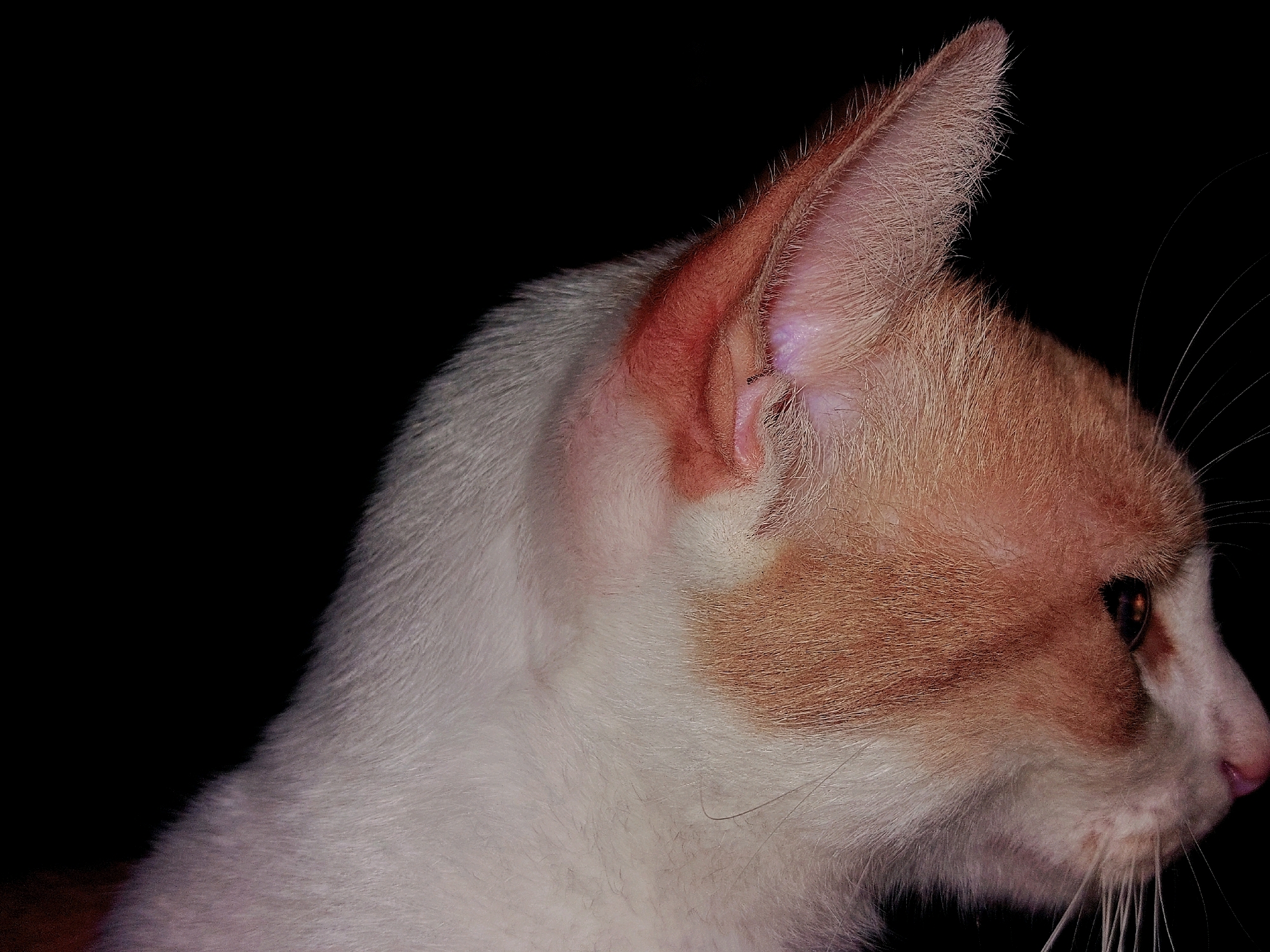 The image is a close-up, side profile of a cat's head against a black background. The cat has predominantly white fur with patches of ginger on its head and ear. The ear is large and pointed, with fine hairs around the edges. The cat's eye is visible, with a dark pupil and a golden iris. Its nose is pink, and long white whiskers extend from its muzzle. There is no visible indication of the location within Cesa, Italy, or any environmental context beyond the black background. The image focuses solely on the feline subject.