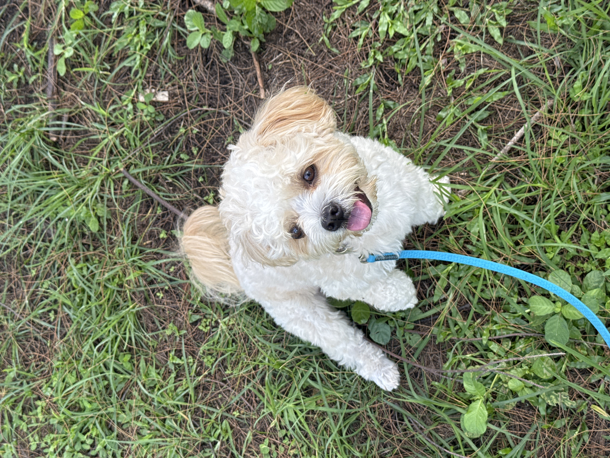 A fluffy white dog with light brown ears and tail is sitting on the ground in a grassy area, possibly a park or backyard, in Rawai, Thailand. The dog is wearing a bright blue leash. The ground is covered with green grass, brown dirt, and fallen leaves or pine needles. The dog is looking up towards the camera with its tongue sticking out slightly. The scene appears to be outdoors in natural light.