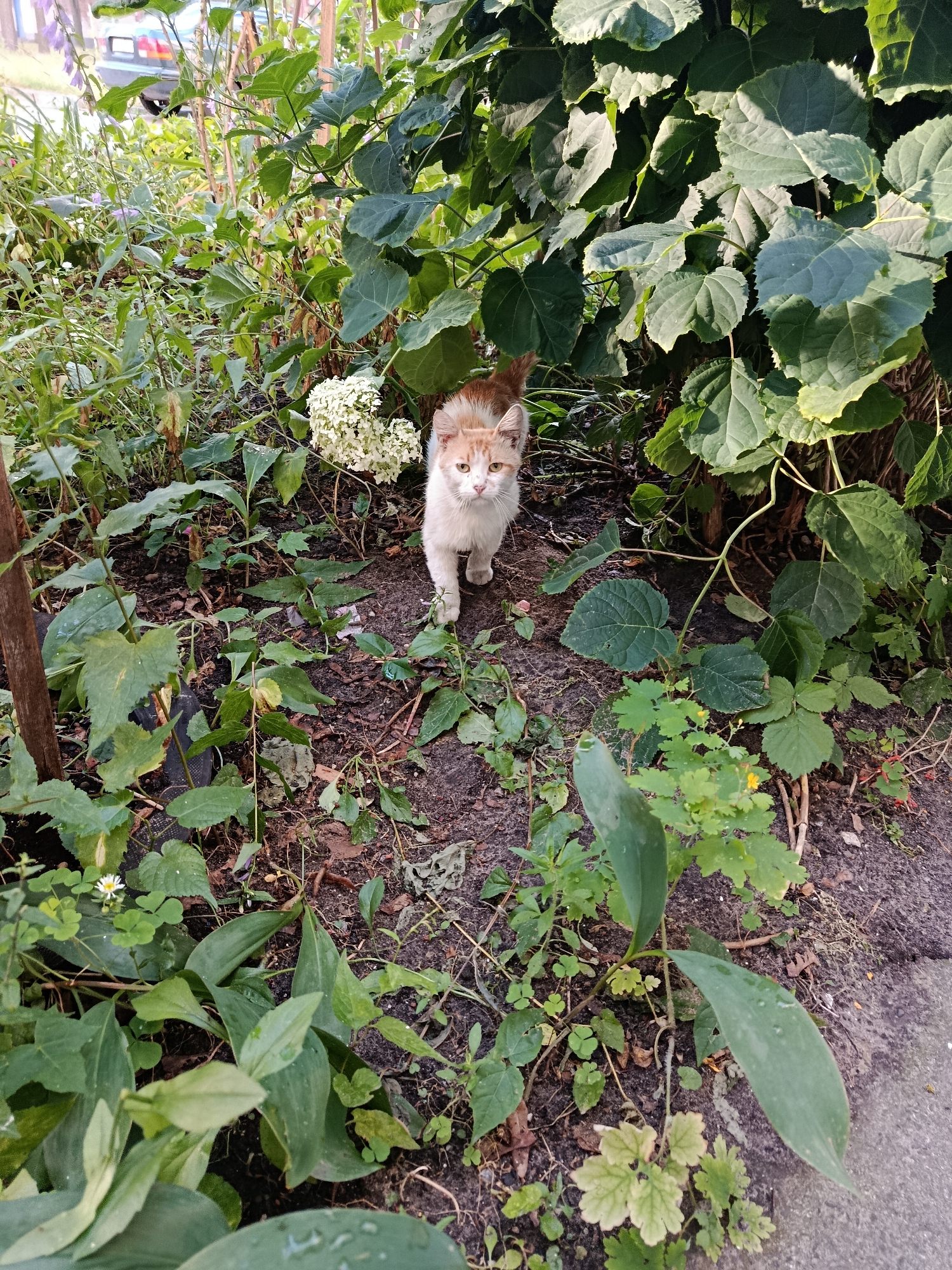 A ginger and white cat stands in a garden with dense foliage and scattered debris. The cat is facing the camera, looking directly at the viewer. The garden floor is covered with dark soil, dead leaves, and some green plants. In the background, large green leaves from a shrub dominate the scene, with sunlight filtering through them. A white flower cluster is visible to the left of the cat. The setting appears to be a residential area, possibly a backyard or a public green space within the city of Svietlahorsk, Belarus, given the context.