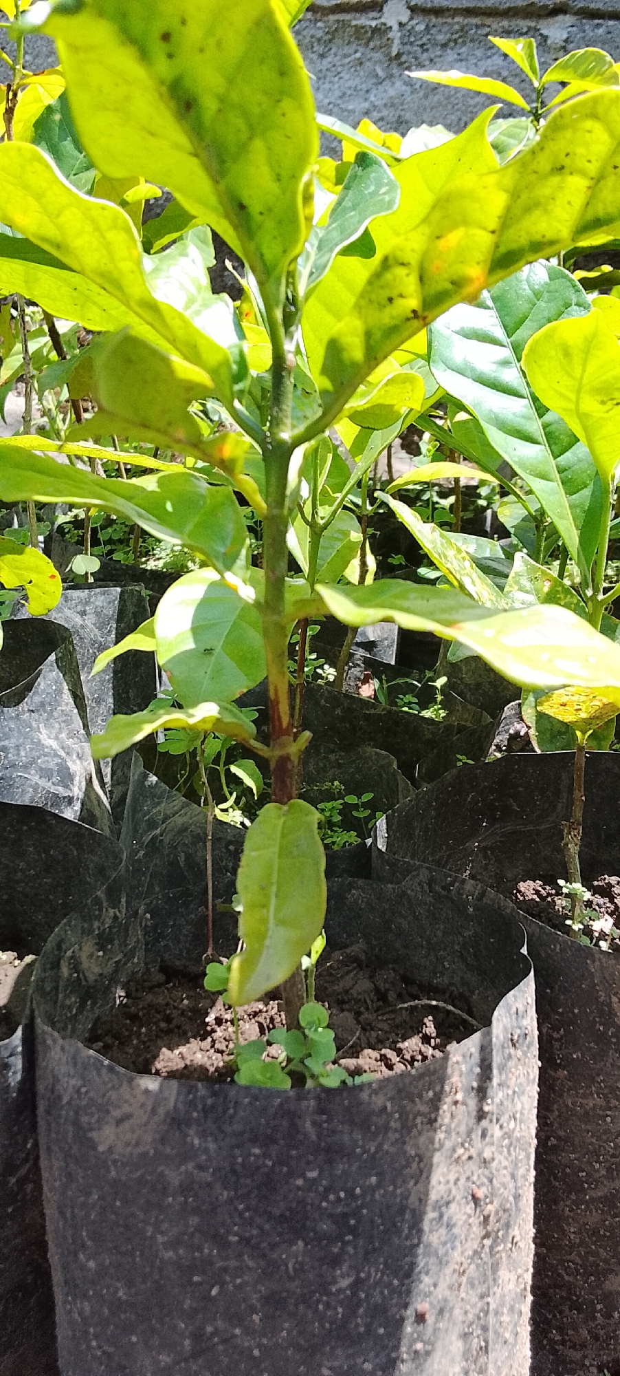 In the city of Padang Dalom, Indonesia, an image depicts a close-up view of a young plant seedling, likely a coffee plant, growing in a black fabric pot. The seedling has several bright green leaves, some showing slight yellowing or spotting, and a thin, reddish-brown stem. The pot is filled with dark soil and is surrounded by other similar black pots, suggesting it is part of a nursery or a planting project. The background is out of focus, showing more plants and a brick wall, indicating an outdoor setting. The lighting suggests it is daytime, with sunlight casting shadows and highlighting the plant's foliage.