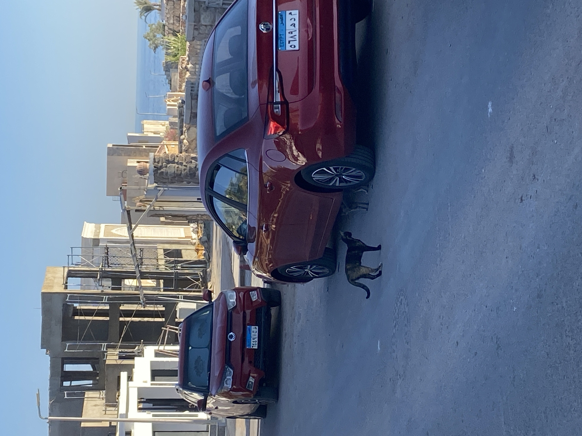A two-car parking scene unfolds in an outdoor, urban environment, possibly in Sharm El Sheikh, Egypt. The primary focus is on two red sedan cars parked on a paved surface. The car in the foreground is a more modern model with tinted windows, and its license plate is visible, displaying Arabic script and numbers. The second red car, positioned behind the first, is larger and appears to be a different make, also featuring Arabic script on its license plate.
A calico cat stands on the paved ground between the two cars, facing away from the viewer. Its posture suggests it might be observing something or preparing to move. The background reveals a partially constructed building with scaffolding, indicating ongoing construction work. Beyond the construction, a glimpse of the sea and a clear sky suggest a sunny day, likely late afternoon or early morning given the angle of the sunlight and the long shadows cast. The overall atmosphere is one of everyday life in a developing coastal area. The visible text includes Arabic script on the license plates of both cars, and the word "EGYPT" in English on the rear license plate of the more distant car.