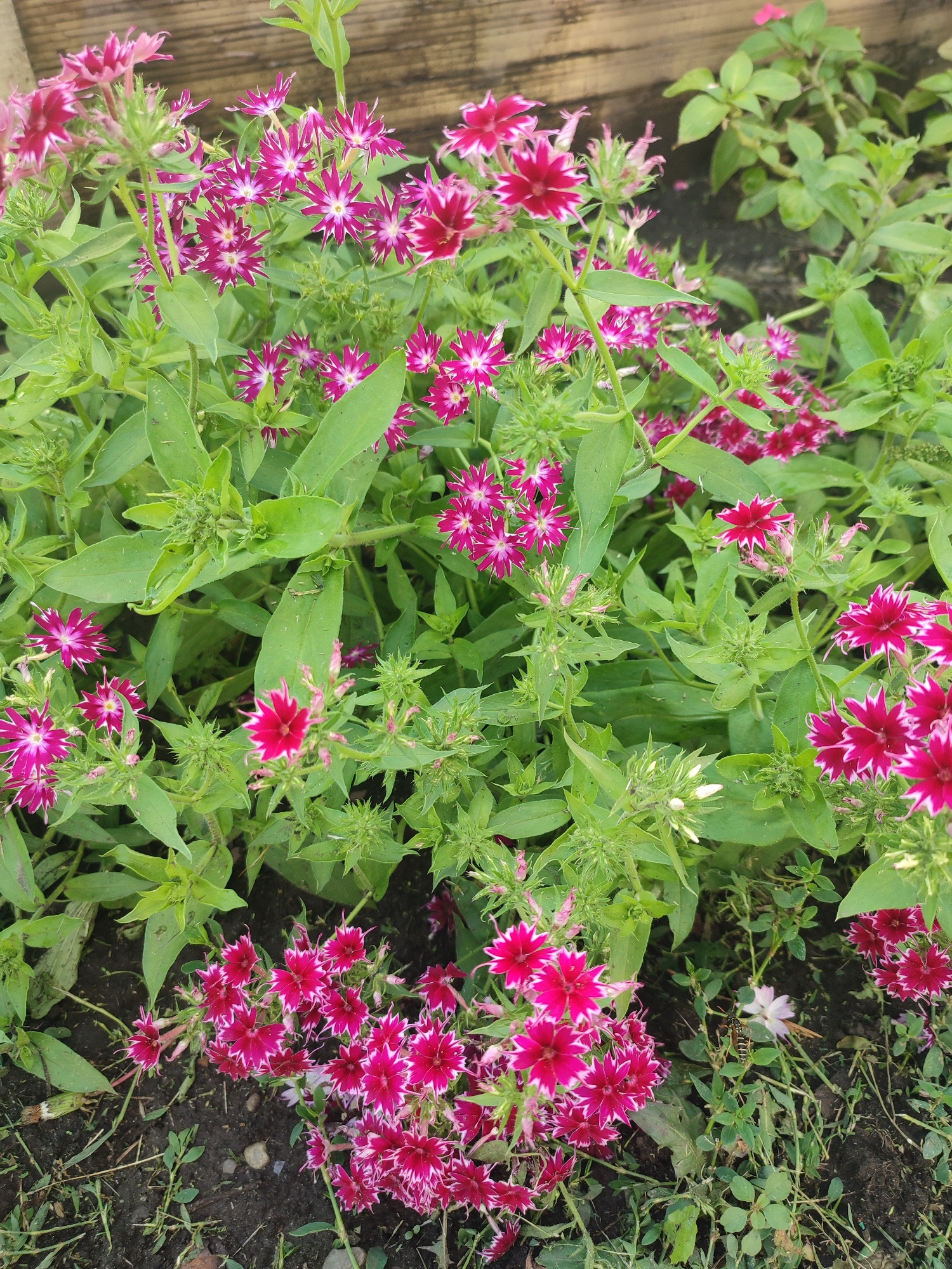 This image shows a close-up view of a cluster of bright pink flowers with white-edged petals. The flowers are in bloom, and their petals are deeply notched, giving them a star-like appearance. They are surrounded by lush green foliage. The background is blurred, but it appears to be a natural setting, possibly a garden or park. The image does not contain any discernible elements that would indicate a specific location within Novoaltaysk, Russia, nor does it show any people, actions, or interactions. The scene is static and focuses solely on the flowers and their immediate environment.
