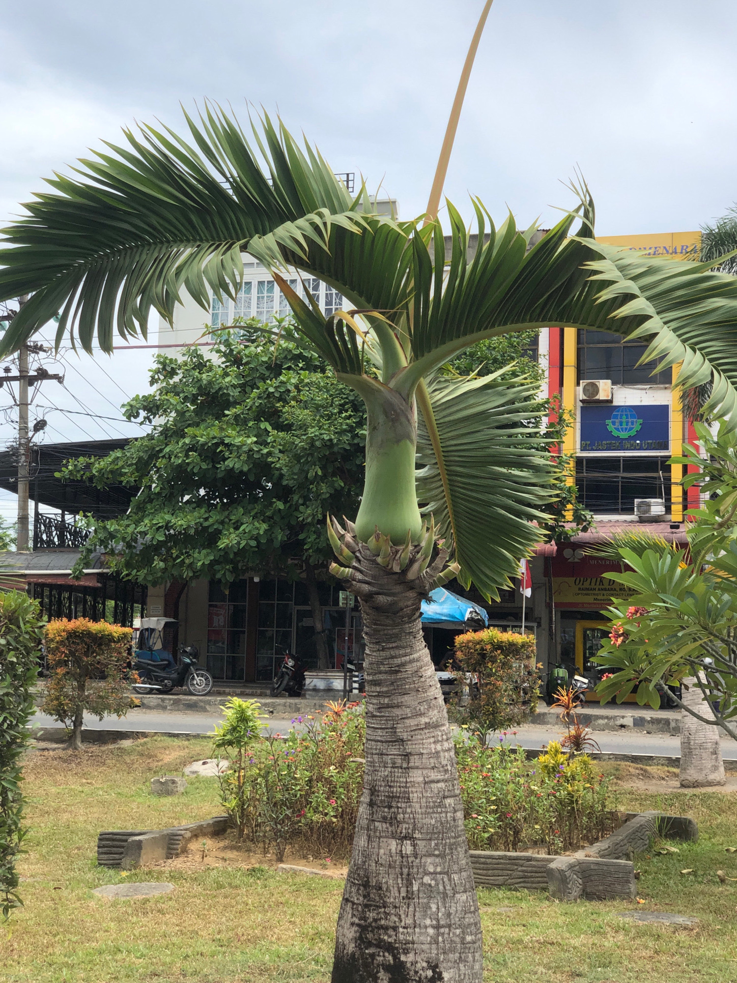 The image depicts a street scene in Lhokseumawe, Indonesia, on an overcast day. In the foreground, a tall palm tree with a textured trunk dominates the center of the frame. Its large, green fronds arch outwards, partially obscuring the background. The ground around the palm tree is covered in green grass and features some low concrete structures and small flowering plants.
Behind the palm tree, a street is visible with various elements of urban life. To the left, there is a building with a dark awning and a row of windows, a green tree with dense foliage, and utility poles with numerous electrical wires. A blue and white covered motorcycle and a black motorcycle are parked on the sidewalk in front of the building.
To the right of the palm tree, a colorful building stands out with sections painted yellow, red, and white. A blue sign with a globe and text is affixed to this building. An air conditioning unit is mounted on the wall. Further to the right, a smaller tree with green leaves and some red flowers is visible.
The overall scene captures a typical street view in a tropical city, with a blend of natural elements like palm trees and vegetation, alongside commercial buildings and transportation.
