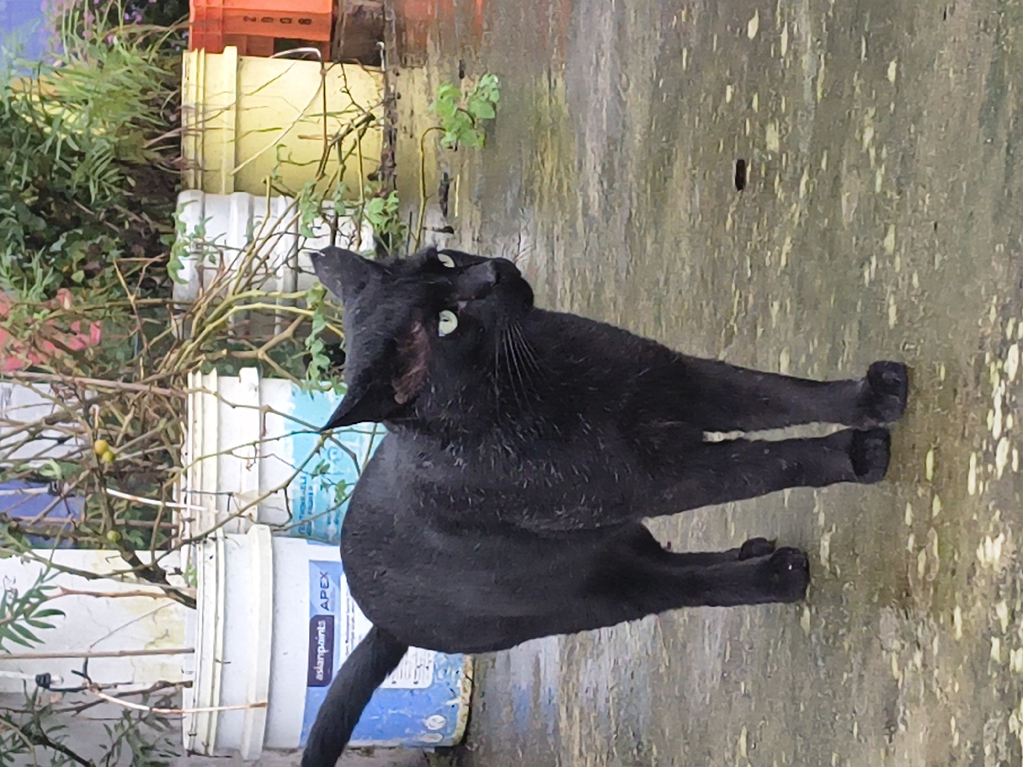 A black cat with wet fur stands on a wet, concrete surface. The cat is facing right, with its head turned to look towards the camera. Its eyes are bright green. Behind the cat, there are several large plastic buckets, some containing plants. One bucket in the foreground has "asianpaints APEX" printed on it. The ground is speckled with light-colored debris. The background shows more plants and vegetation, with some orange plastic containers to the far right. The overall impression is of an outdoor, possibly urban or suburban, environment after rain. There are no people or discernible human activity in the image. The cat appears to be the sole subject.