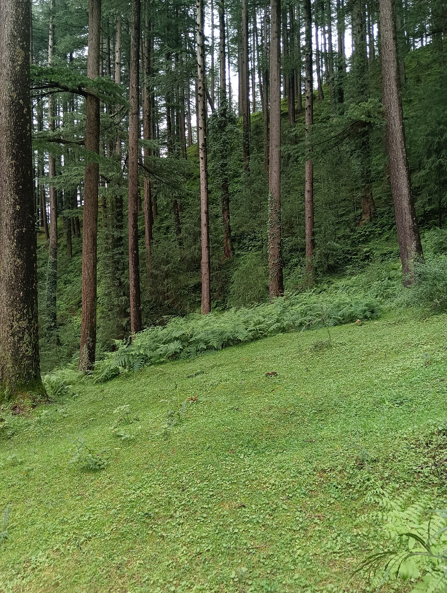 The image depicts a dense forest in Manali, India, characterized by tall pine trees with rough bark. The forest floor is covered with lush green grass and ferns, indicating a moist environment. The terrain slopes upwards from the foreground to the background, creating a sense of depth. Sunlight filters through the dense canopy, casting dappled shadows on the ground. No people or animals are visible in the scene, and there are no man-made objects present. The overall impression is one of natural beauty and tranquility.