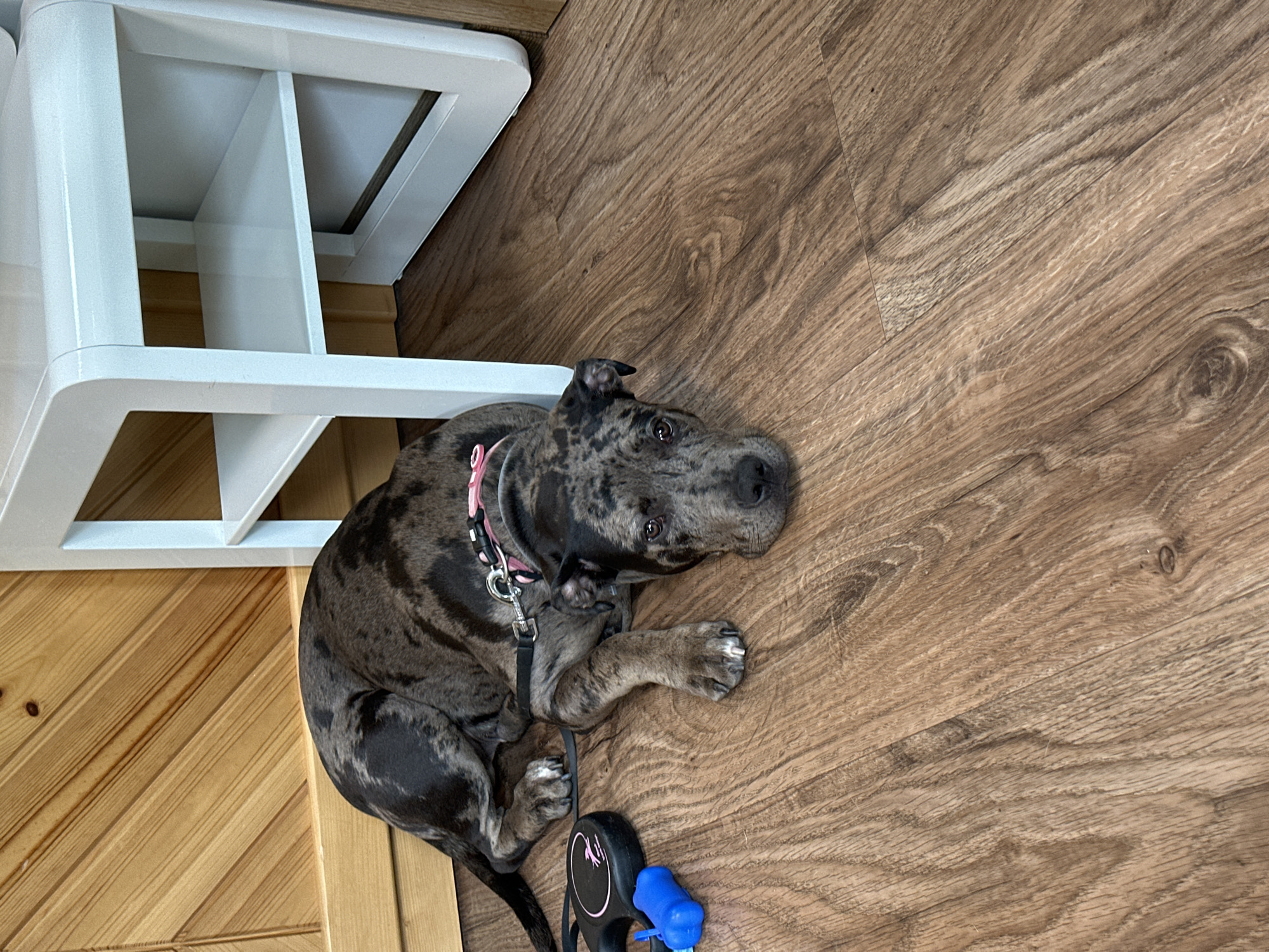 A Catahoula Leopard Dog puppy with a black and gray speckled coat, a pink collar with reflective strips, and a black leash is lying on a light brown wood-paneled floor. A white plastic shelf unit is partially visible in the upper left corner of the frame. A black retractable dog leash with a blue bag dispenser attached is also present on the floor next to the dog.