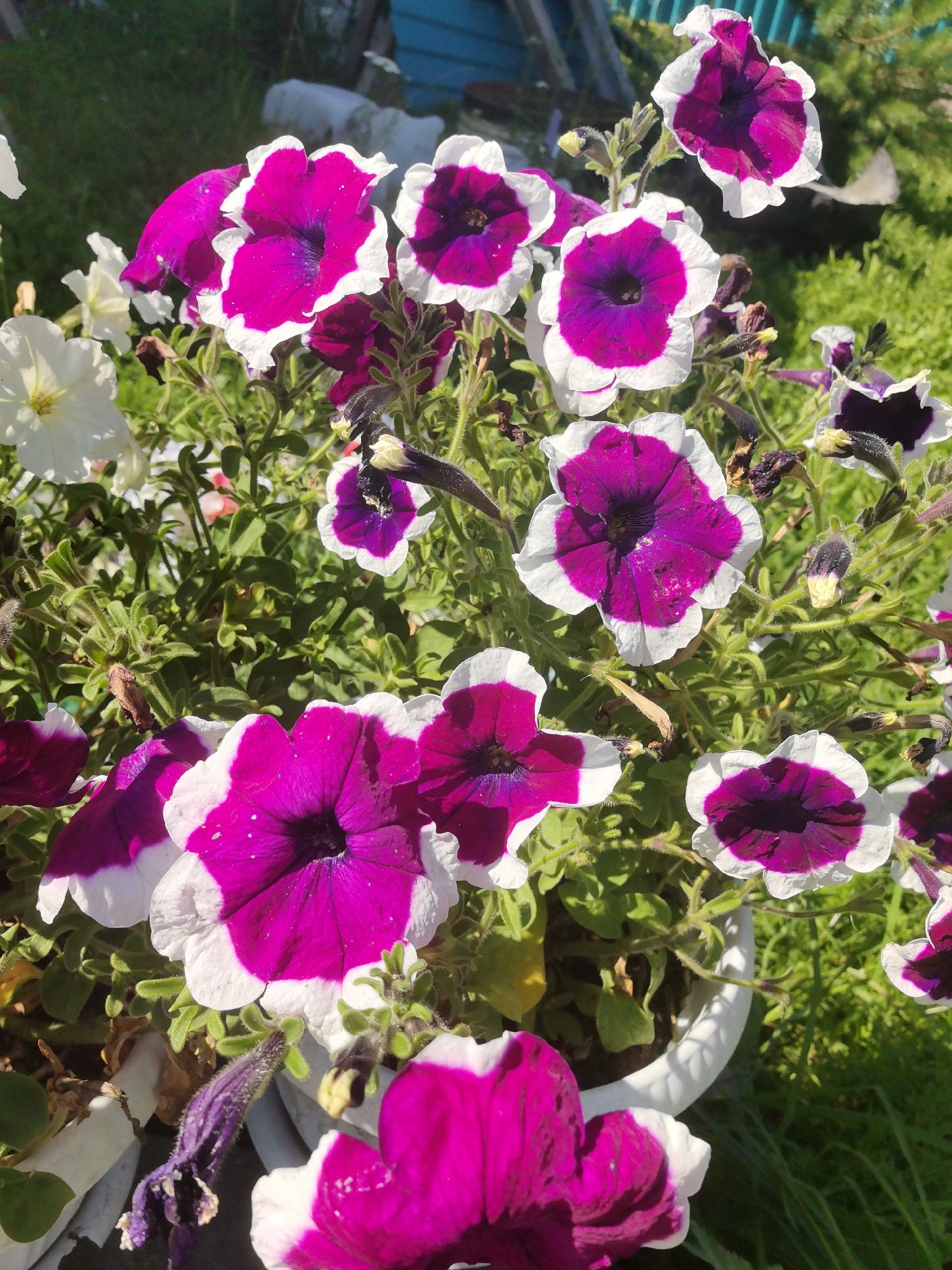 A close-up, eye-level shot captures a cluster of vibrant petunia flowers in various stages of bloom. The flowers are predominantly a striking magenta color with white edges and dark purple centers. Some of the flowers are fully open, displaying their trumpet-like shapes, while others are partially closed or have wilting petals. The petals appear delicate and have a slightly velvety texture. Interspersed among the magenta petunias are a few white petunias, adding contrast to the composition. The flowers are arranged in a white plastic pot, which is partially visible at the bottom right of the frame. The background consists of lush green grass and foliage, bathed in bright sunlight, indicating an outdoor setting. A hint of a blue wooden structure is visible in the upper right corner, possibly part of a fence or building. The image appears to be taken in an urban or suburban garden.