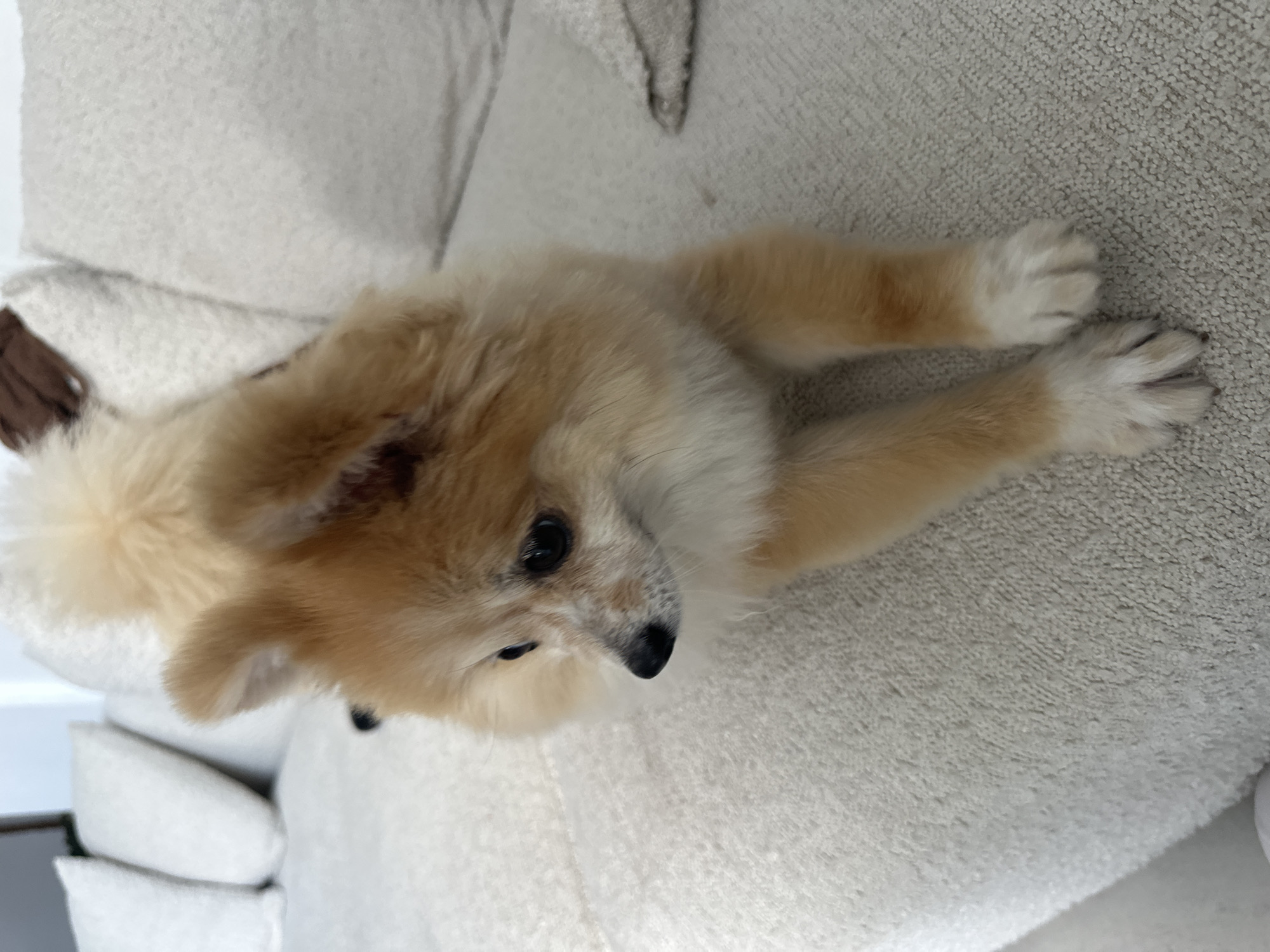 A Pomeranian dog lies on a textured, off-white sofa in a well-lit indoor environment. The dog is predominantly light brown with white markings on its face and paws. Its ears are perked up, and its eyes are dark and appear to be looking to the left. The sofa has a textured fabric and is adorned with several large, rectangular off-white cushions. The background is slightly blurred, showing more of the sofa and hints of light-colored walls. The scene suggests a relaxed domestic setting.