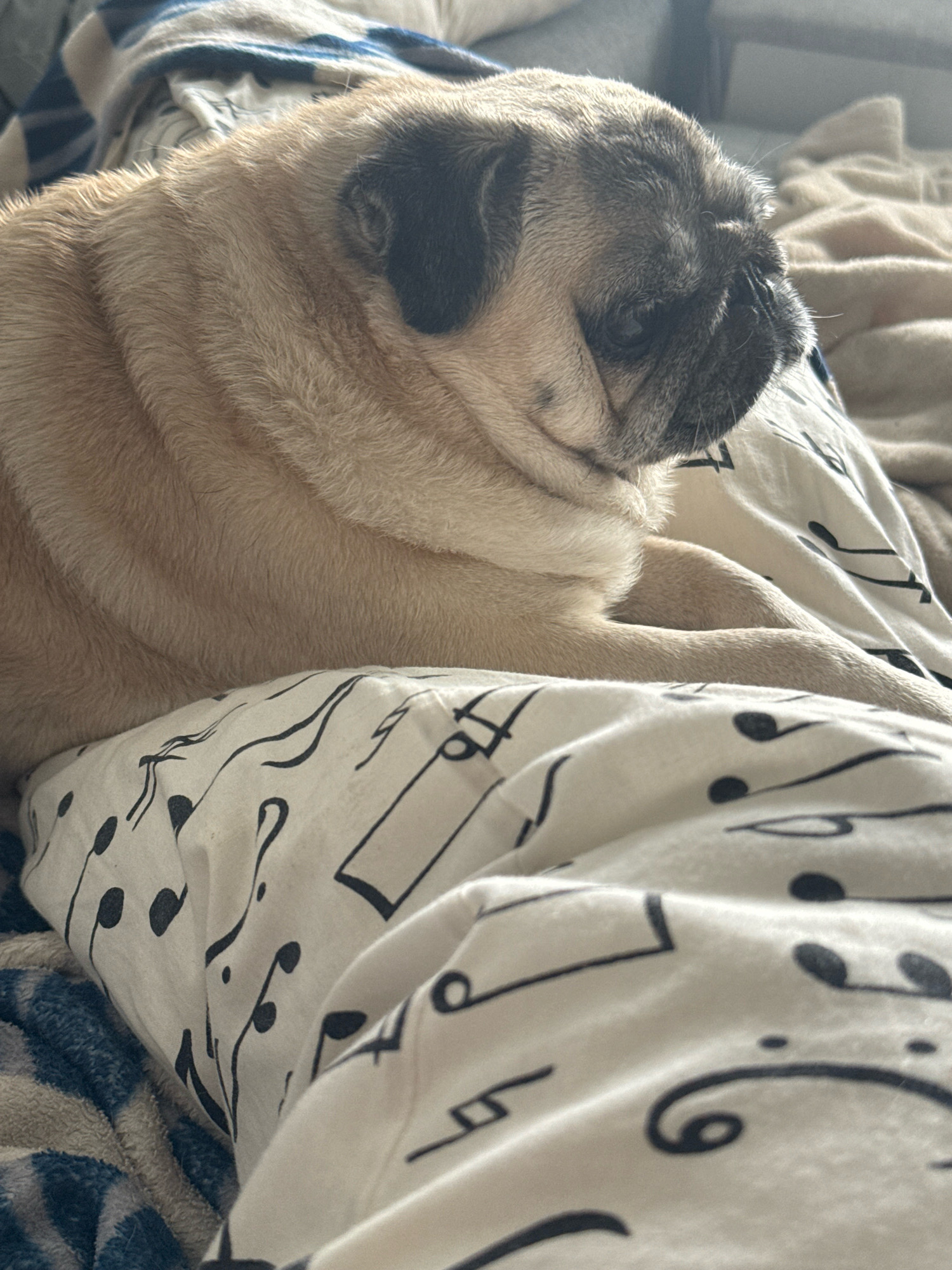 A pug dog is resting on a bed. The dog is light brown with black markings on its face and ears. It is curled up on its side, with its head resting on a pillow that has a musical note pattern on it. The dog's body is mostly covered by a blanket. The background is out of focus, but appears to be a bedroom with a bed and a blanket.