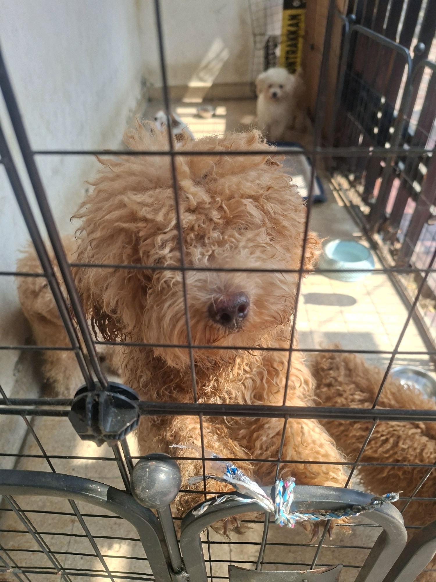 A close-up shot through a wire fence shows a golden poodle looking directly at the camera. The dog's fur is curly and appears slightly wet. Behind the poodle, a smaller white dog is visible in the background, as well as a blue water bowl on a tiled floor. The scene is bathed in sunlight, casting shadows. The fence itself has some blue and white string tied to it. This image was taken in East Jakarta, Indonesia.
