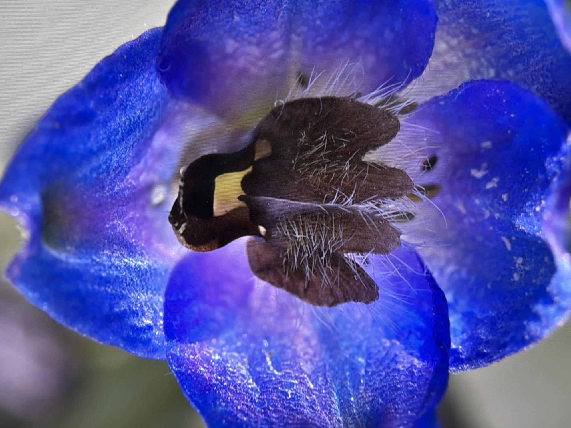 This is a macro photograph of a blue flower with dark brown stamen. The flower is primarily blue with hints of purple, and its petals have a velvety texture with visible water droplets and small white speckles. The central stamen is dark brown and covered in fine white hairs. The background is softly blurred, showing muted green and light gray tones. The image is a close-up, focusing on the intricate details of the flower's reproductive parts and petals. There are no people, discernible actions, or specific environmental elements like buildings or landmarks that would indicate a location within Kyiv, Ukraine.