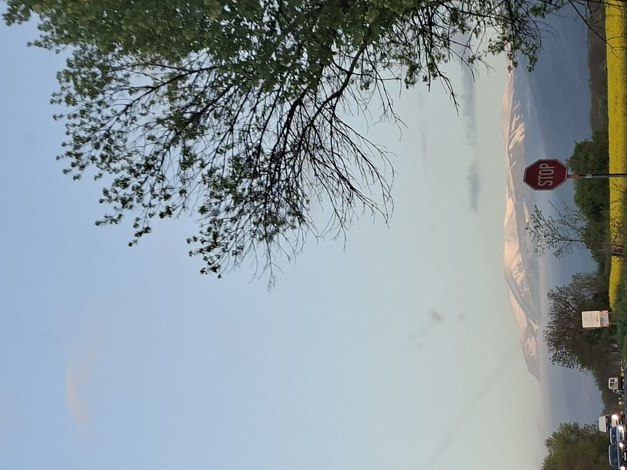 The image shows a landscape with a partially obscured mountain range in the background, possibly near Viden, Bulgaria. A red stop sign is visible on the right, adjacent to a field of yellow flowers. In the foreground, the branches of a tree with some leaves obscure the upper left portion of the view. Cars are seen in the lower right, suggesting a road. The sky is a light blue, indicating daylight.