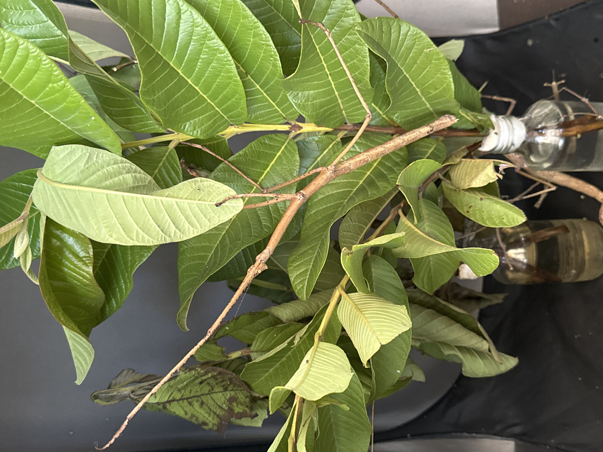 A stick insect, camouflaged against a background of lush green guava leaves, rests on a branch. The insect, approximately 10 cm long, has a slender, brown body and appears to be stationary. The guava branches, some of which are in glass bottles filled with water, suggest an indoor setting, possibly a home or greenhouse in Kediri, Indonesia. The overall scene is one of natural camouflage and stillness.
