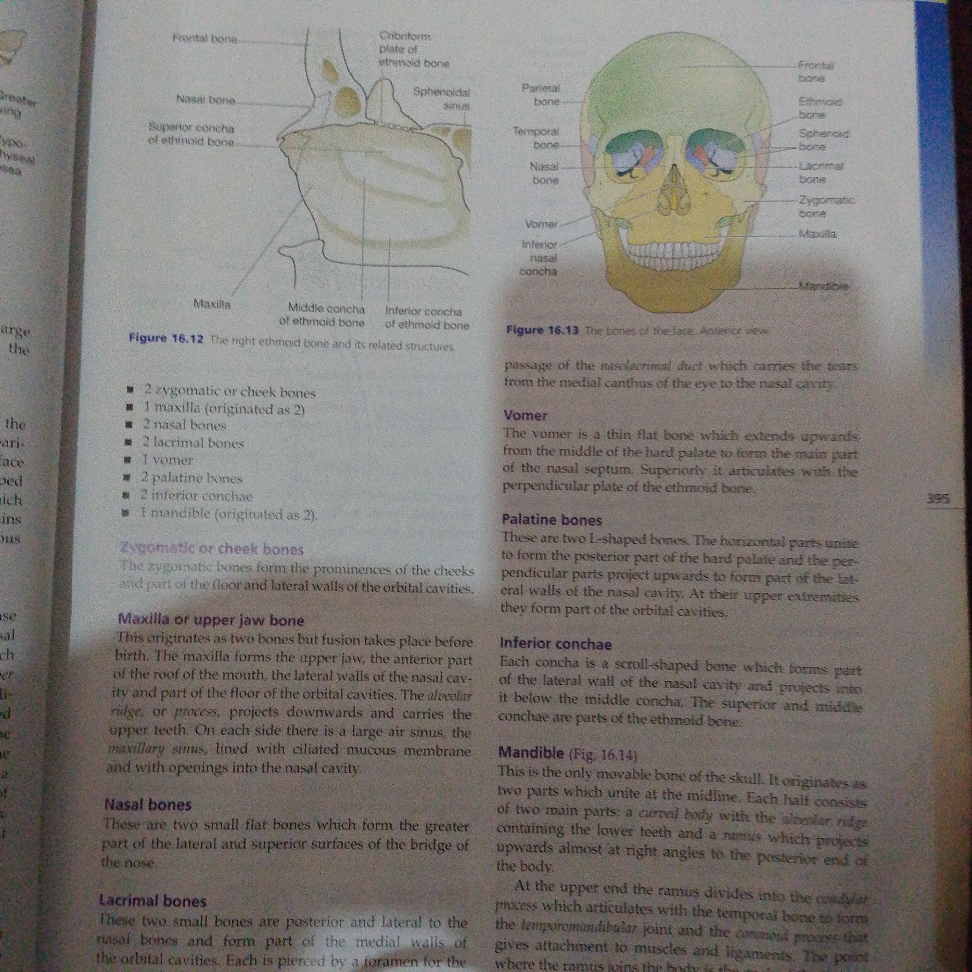The image shows two anatomical illustrations of the human skull, focusing on the bones of the face and nasal cavity. The left illustration, labeled "Figure 16.12," depicts the ethmoid bone and its related structures, with labels pointing to the frontal bone, nasal bone, superior concha of the ethmoid bone, maxilla, middle concha of the ethmoid bone, and inferior concha of the ethmoid bone. The right illustration, labeled "Figure 16.13," presents an anterior view of the skull, labeling various bones including the frontal bone, parietal bone, temporal bone, sphenoid bone, ethmoid bone, lacrimal bone, zygomatic bone, maxilla, and mandible.
Below the illustrations, there is a list of bones of the face, followed by descriptive text about the zygomatic or cheek bones, maxilla or upper jaw bone, nasal bones, lacrimal bones, vomer, palatine bones, inferior conchae, and the mandible. The text provides details about the origin, location, and function of these bones. For instance, it mentions that the maxilla forms the upper jaw and part of the roof of the mouth, and the mandible is the only movable bone of the skull.
Visible text includes labels for anatomical features and bone names, figure numbers (16.12 and 16.13), and descriptive paragraphs. There are no people, animals, or specific scenes depicted. The setting is a page from an anatomy or biology textbook. The time of day, weather, and location cues are not present in the image. The overall tone is informative and educational.