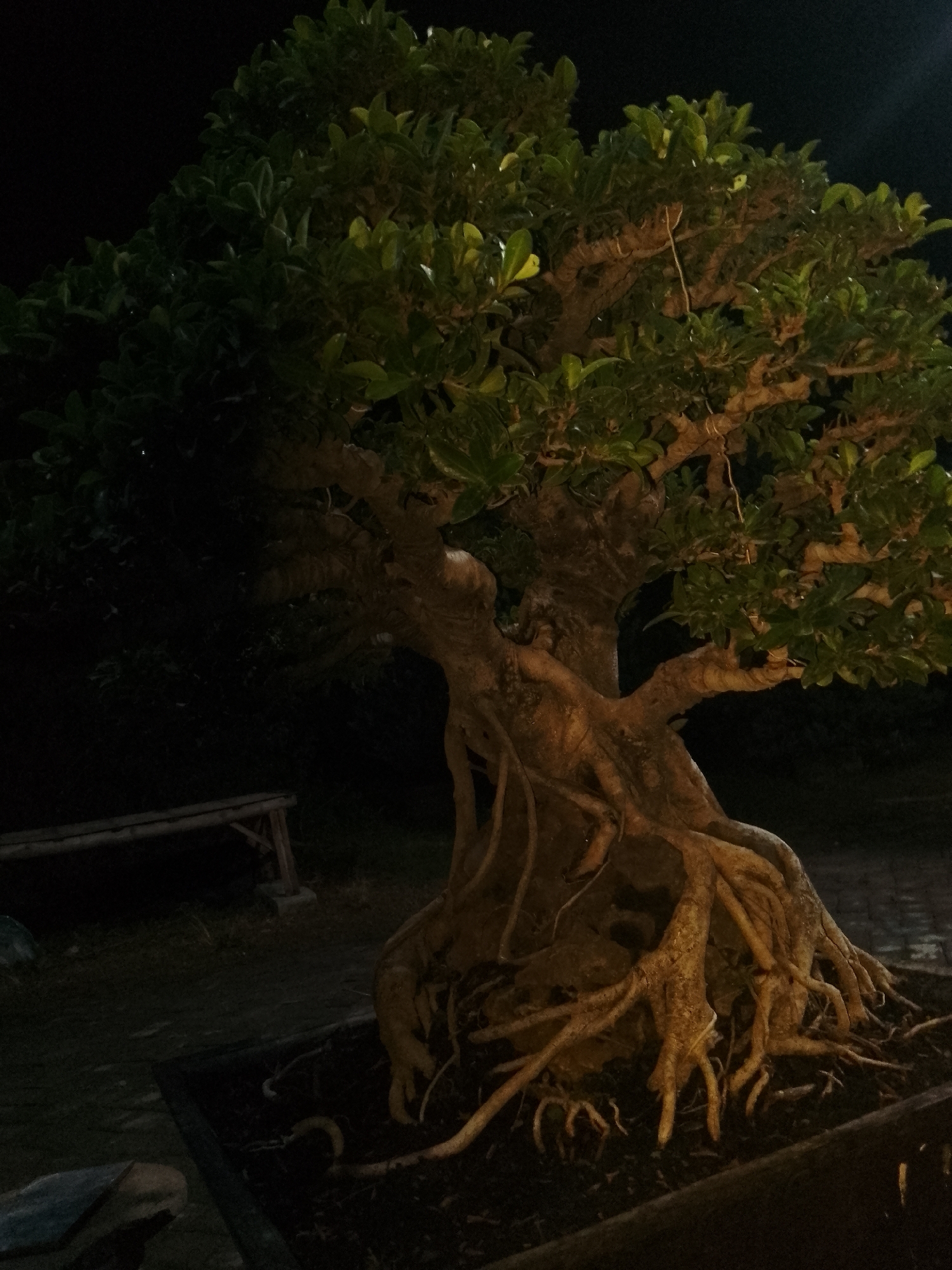 The image shows a bonsai tree at night, with a dark background. The tree has thick, exposed roots and lush green leaves. The lighting suggests an outdoor setting, possibly a garden or park. A wooden bench is visible in the background on the left. The scene appears to be in Kauman, Indonesia, a location known for its traditional crafts and historical significance.