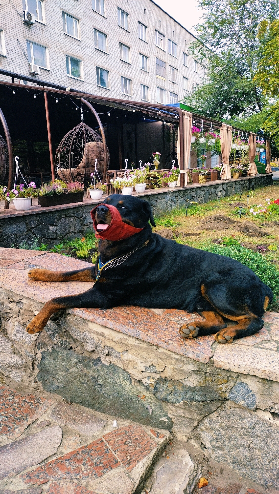 A Rottweiler dog, wearing a red muzzle, lies on a stone wall in front of an outdoor seating area. The seating area has a dark canopy, hanging basket chairs, and numerous potted flowers. Behind the seating area is a multi-story building with many windows. The scene is located in Horishni Plavni, Ukraine. The dog's tongue is sticking out, and it is looking to the left. The dog is wearing a metal chain collar. The wall the dog is lying on is made of large, rough stones and has a polished granite surface. The ground in front of the wall is covered with grass and scattered flowers. The overall environment appears to be an outdoor cafe or restaurant.