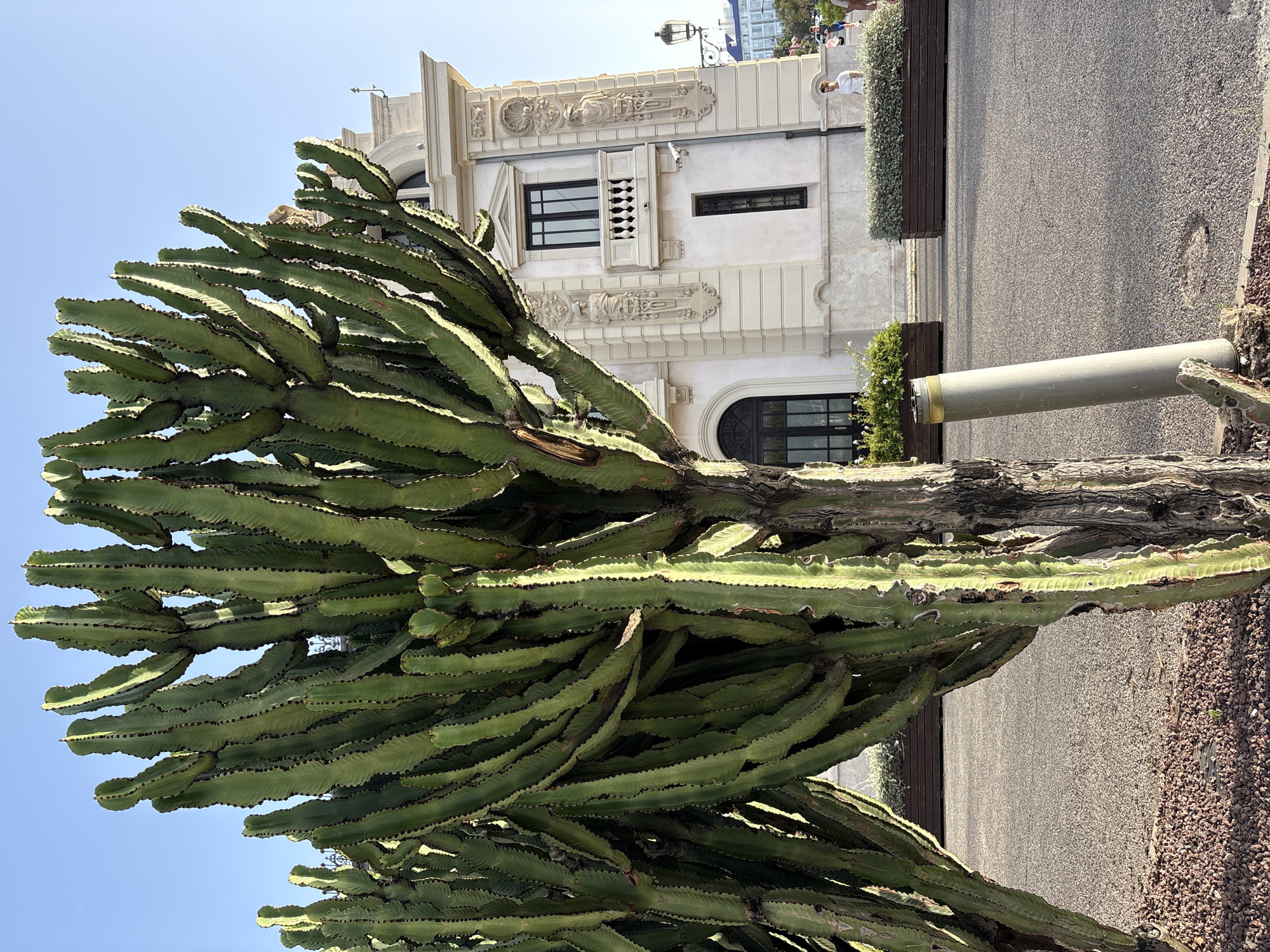 A large, multi-trunked euphorbia cactus stands in the foreground, its green, segmented arms reaching towards the sky. The cactus is located on a paved area with red gravel at its base, adjacent to a sidewalk. In the background, a ornate, light-colored building with classical architectural details, including columns and decorative reliefs, is visible. The building has arched doorways and windows, some with balconies. To the right of the building, a lamppost with a decorative lantern stands. Further in the background, a blue-roofed building and some people walking suggest an urban environment. The sky is clear and blue. The scene appears to be a public space, possibly a plaza or walkway in a city. Based on the architectural style and the presence of Mediterranean flora, the location is likely Valencia, Spain. Two people are visible walking in the middle ground, one wearing a white shirt and sunglasses, the other out of focus in a blue shirt. A cylindrical object, possibly a bollard or part of a lighting fixture, is positioned near the base of the cactus.