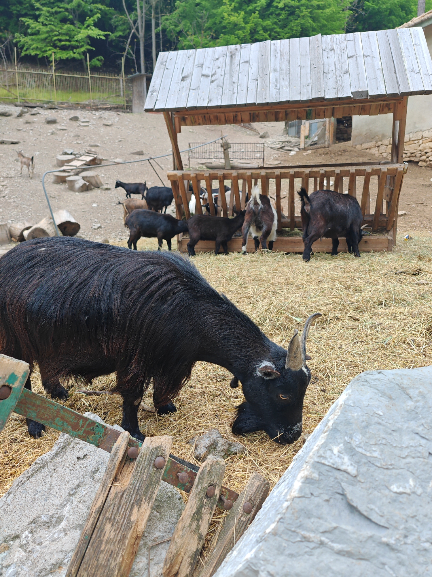 A group of goats is gathered around a wooden structure filled with hay. The goats are of various colors, mostly black and brown. A large black goat with long hair is in the foreground, eating from the hay on the ground. The wooden structure provides shelter and food for the goats. The environment appears to be a rural or farm setting. Based on the location provided, this scene is likely taking place in or near Shumen, Bulgaria. The image depicts domestic animals in a controlled environment.
