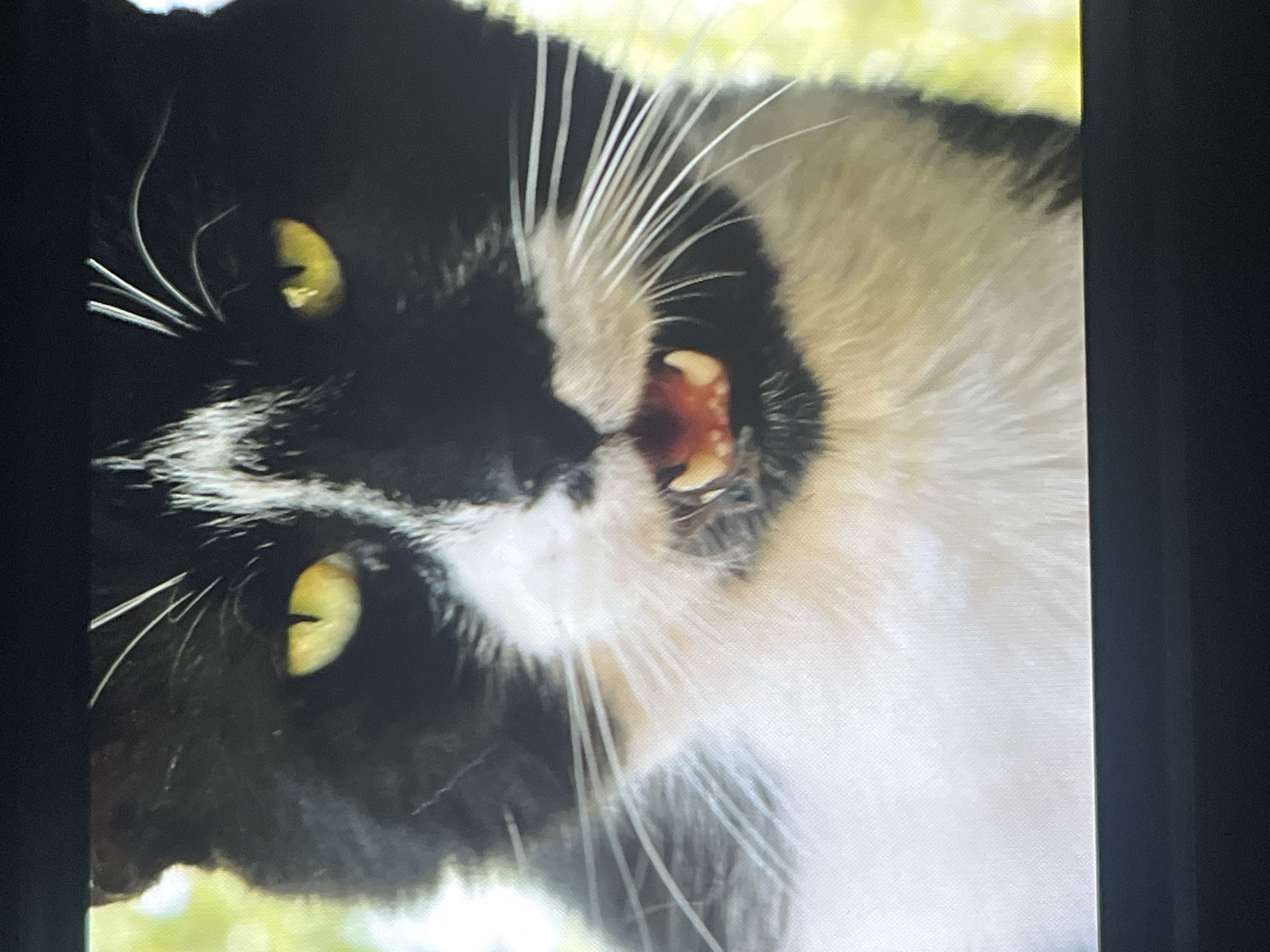 A close-up photograph shows a black and white cat with yellow eyes, displaying its teeth and open mouth. The cat's fur is predominantly black on one side of its face and white on the other. The cat is facing towards the left side. The background is slightly blurry and green. No people are visible, and there are no clear indications of a specific location in Shumen, Bulgaria.