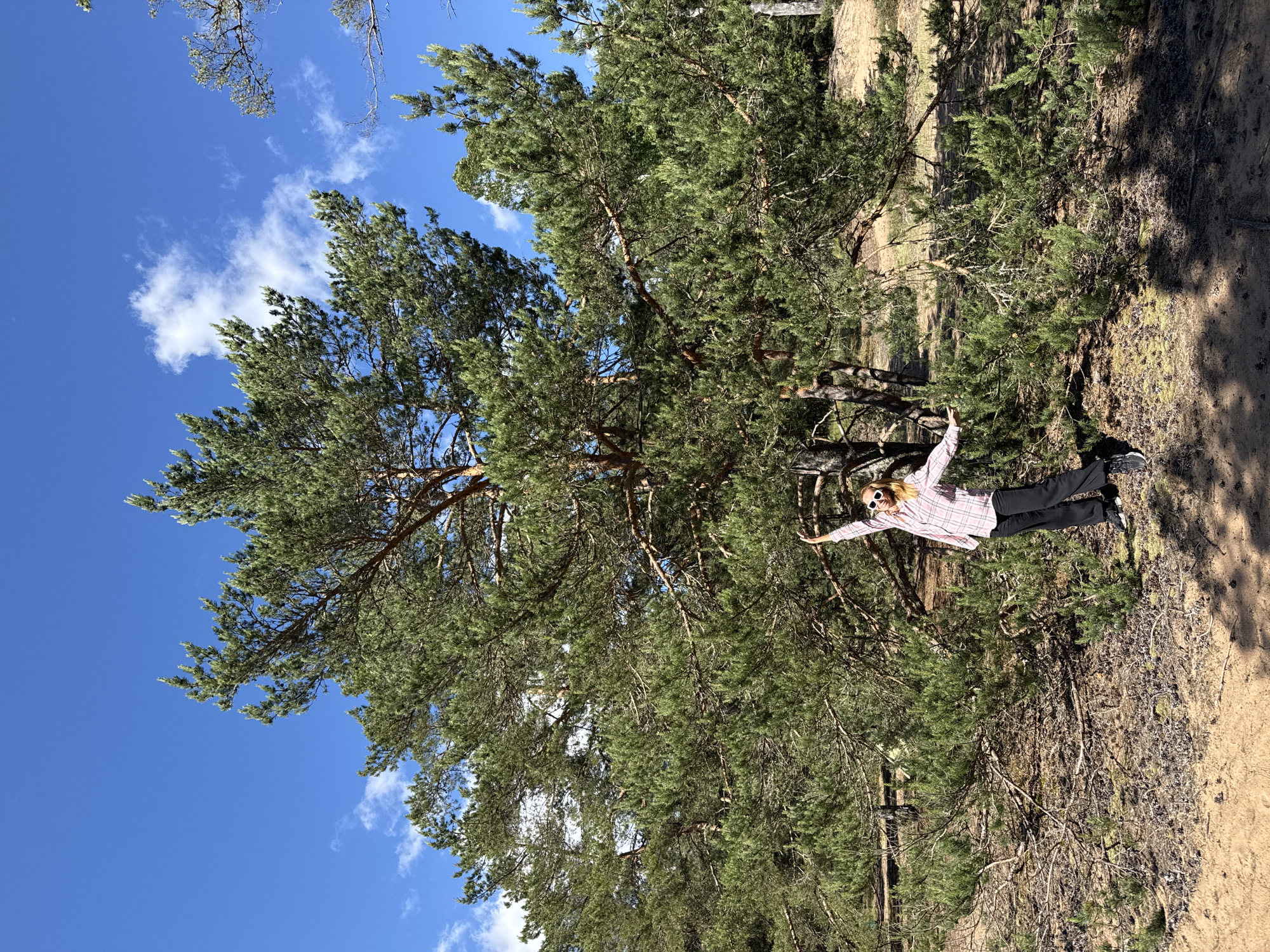 A person is lying on the ground in a wooded area. They are wearing a pink and white plaid shirt, black pants, and sunglasses. Their arms are outstretched to the sides, and their legs are slightly bent. The person is lying on a sandy patch of ground surrounded by pine trees and dry underbrush. The sun is shining, casting shadows on the ground. The sky is blue with scattered white clouds. The image appears to be taken in the daytime. The overall mood is relaxed and peaceful.
