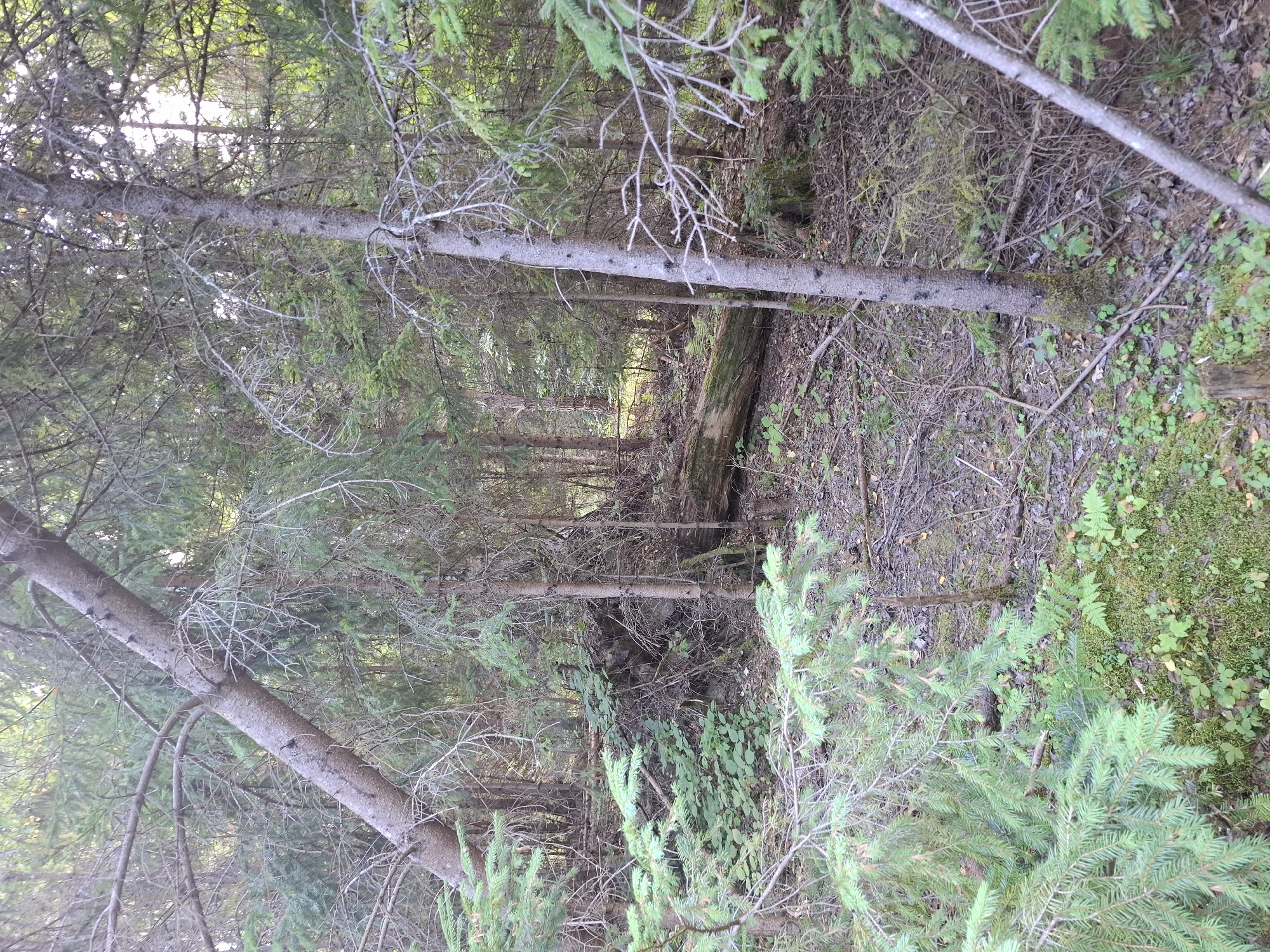 The image depicts a dense forest scene with numerous evergreen trees and undergrowth. A fallen log lies horizontally in the middle ground, covered in moss. The ground is covered with a mixture of fallen leaves, branches, and small plants. The lighting suggests an overcast day or shade from the dense canopy. There are no people or animals visible in the image. The location is identified as Volovets, Ukraine.