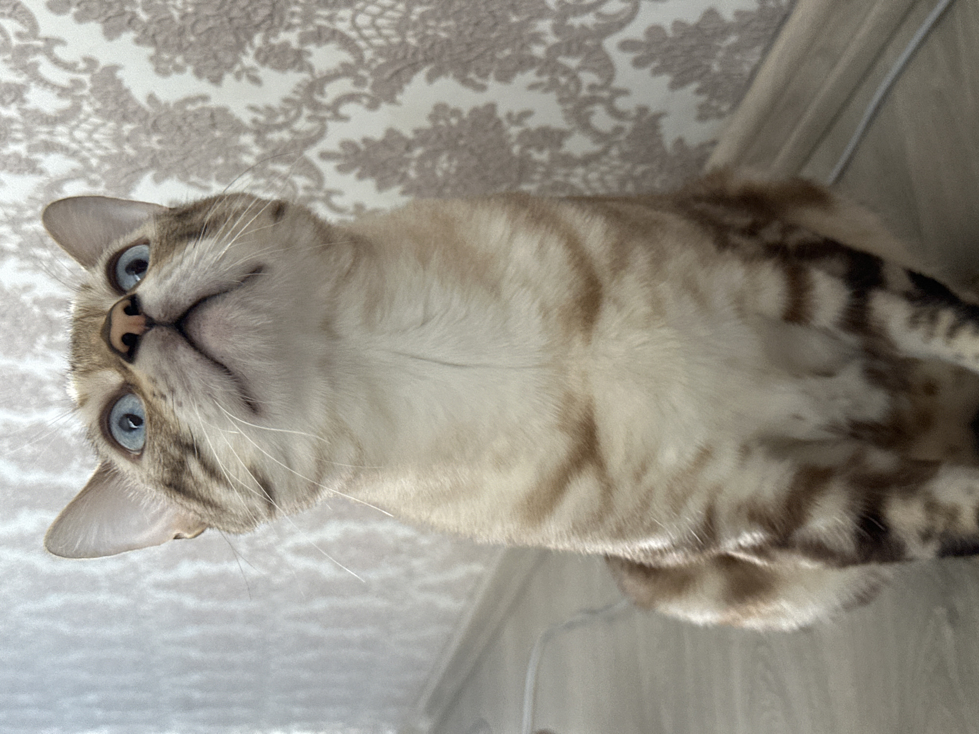 The image shows a close-up, eye-level shot of a tabby cat with blue eyes sitting on a wooden floor. The cat is looking upwards. The background consists of a wall with floral wallpaper and a white textured surface. There is no visible indication of the city of Energetik, Russia, in the image.