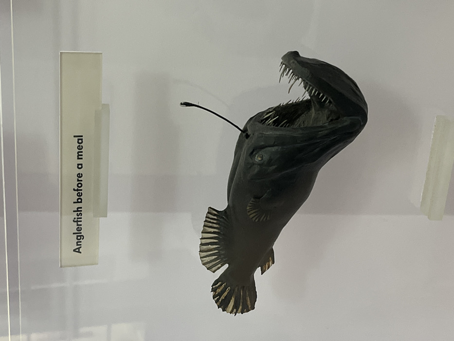 The image displays a static museum exhibit, likely located within the Natural History Museum in South Kensington, London, United Kingdom. The central subject is a dark-colored, taxidermied or replicated anglerfish, presented in profile against a plain, light-colored background inside a display case. The anglerfish's prominent features include a wide-open mouth lined with multiple rows of sharp, needle-like teeth. A slender, dark filament, characteristic of an anglerfish's illicium and esca, extends dorsally from its head, curving upwards. Distinct dorsal and caudal fins are visible. Positioned above the specimen, a white rectangular label within a clear holder states: "Anglerfish before a meal".
