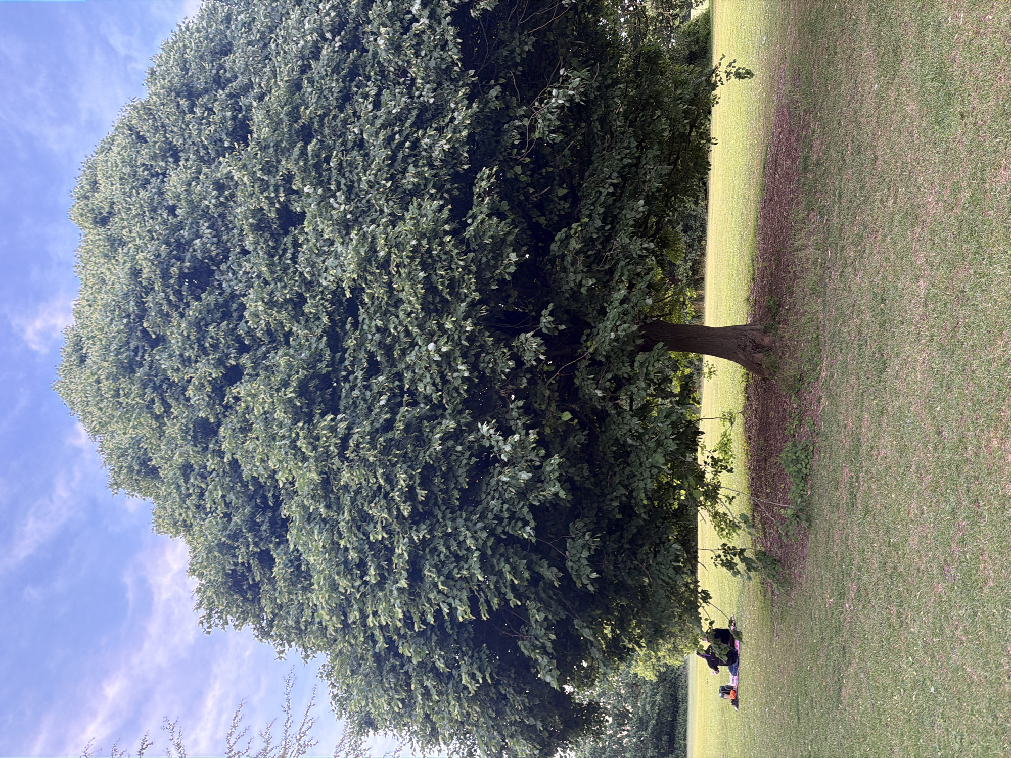 The scene depicts a large, mature deciduous tree with a dense, rounded canopy situated in a grassy park in Maidstone, United Kingdom. The sky above is light blue with scattered wispy white clouds. The tree occupies the central and upper-mid portions of the frame, displaying predominantly dark green leaves with lighter green accents where sunlight reflects. Its visible trunk is robust and dark brown at the base. Beneath the tree, a circular area of shaded, sparse ground is evident. To the left of the tree's base, two individuals are seated on a blue ground cover, presumably a blanket or mat, on the grass. They are dressed in dark attire, with one person's back partially facing the viewer. Adjacent to them on the left, a red/orange bag or backpack is visible on the grass. The surrounding area consists of green grass, appearing somewhat patchy in places, extending into the midground. In the far background on the left, a line of darker green foliage indicates additional distant trees.