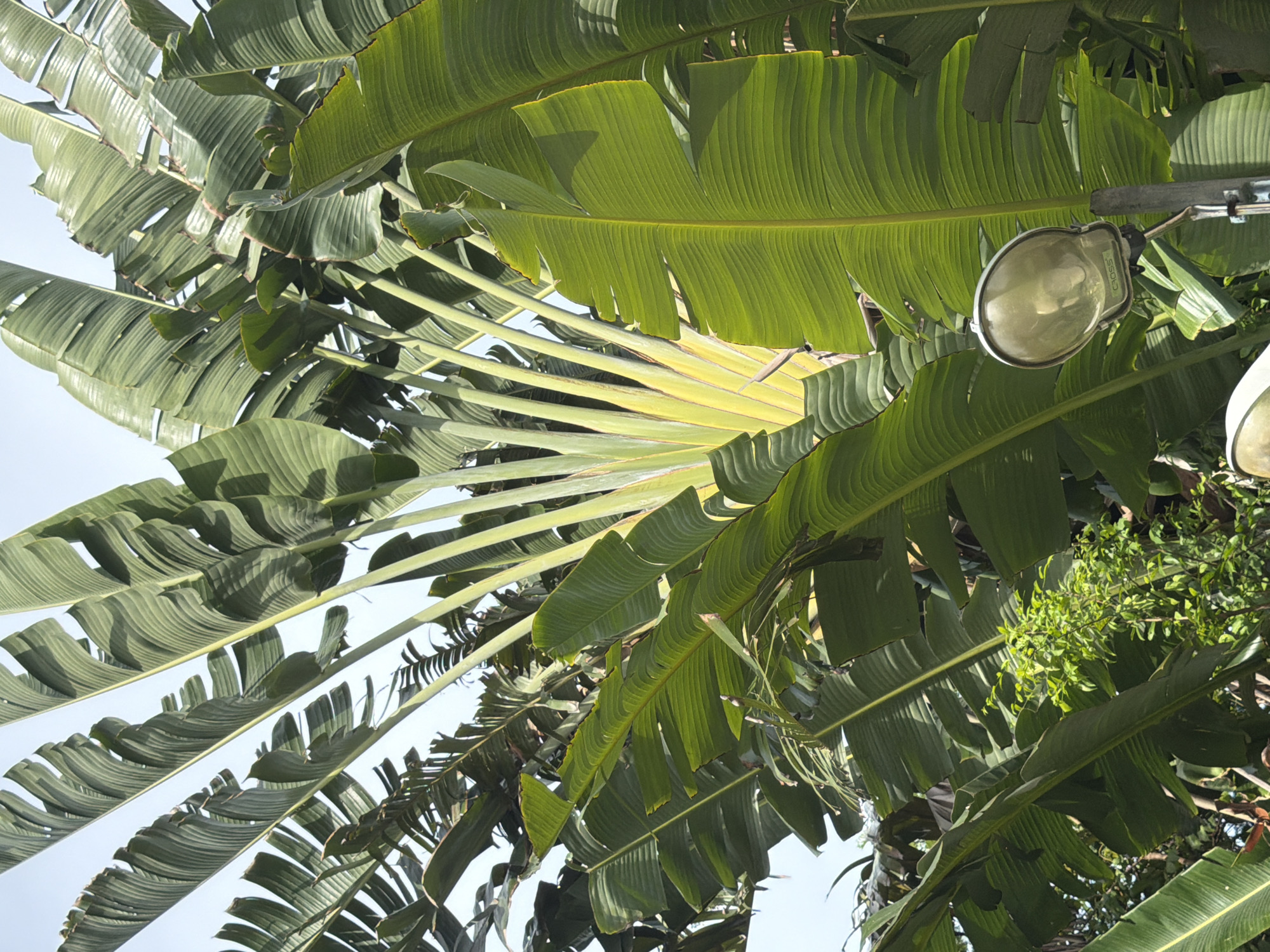 This media file is a medium shot, taken from a low angle, looking upwards into a canopy of large, green banana leaves. The leaves are lush and vibrant, with visible veins and some slight fraying on the edges. Sunlight filters through the leaves, creating dappled light and shadow.
In the upper right portion of the image, a street lamp with a glass cover is visible, attached to a metal pole. The lamp appears to be an older model, with some branding visible on the side, though it is difficult to read clearly. Behind the lamp and leaves, there is a glimpse of a brighter sky, suggesting it is daytime.
To the right of the lamp, a patch of smaller green foliage is present, possibly from a different plant. The overall scene suggests an outdoor setting, likely in a tropical or subtropical environment due to the presence of banana plants. The lighting and the large, prominent leaves suggest it could be a warm, sunny day. No people are visible in the image, and the focus is on the natural elements and the man-made object. The orientation of the image is portrait, rotated 90 degrees clockwise.