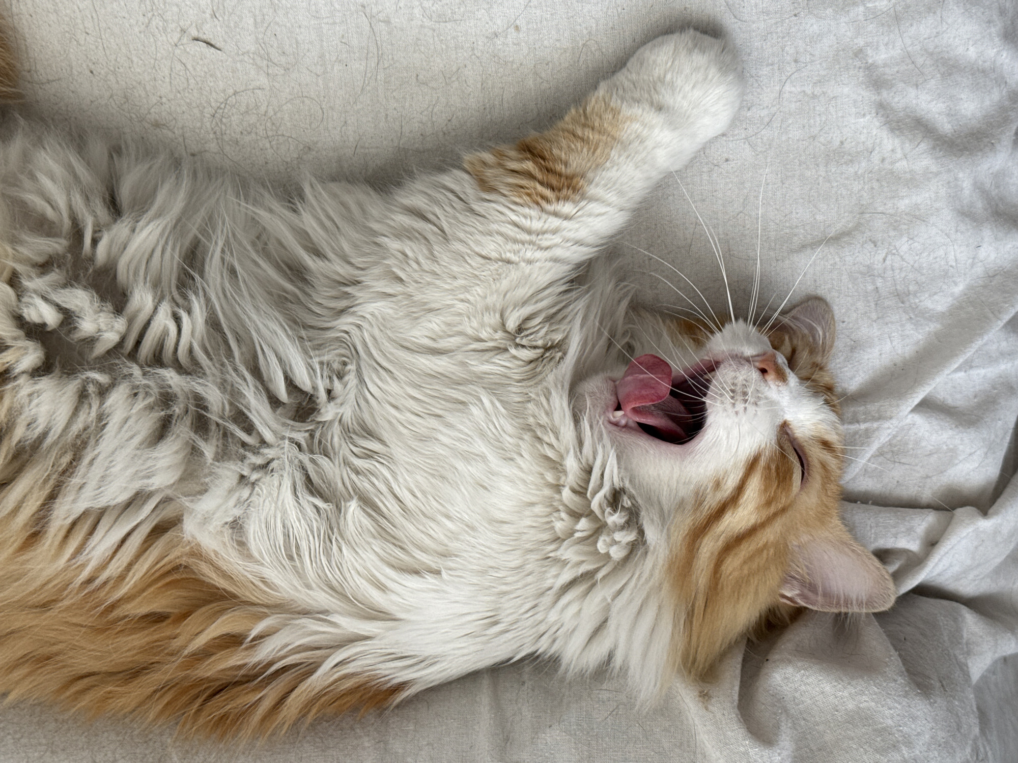 An overhead, close-up shot shows a cat lying on its back on a textured, light-colored surface, likely a bed or blanket. The cat is mostly white with patches of orange on its head and sides. It has long fur. The cat's mouth is open in a wide yawn, revealing its pink tongue. Its eyes are closed, and long white whiskers extend from its face. One of its front paws is raised in the air. The background is out of focus, but the texture of the surface indicates a woven material. The location and city of Puebla, Mexico are not discernible from the image.