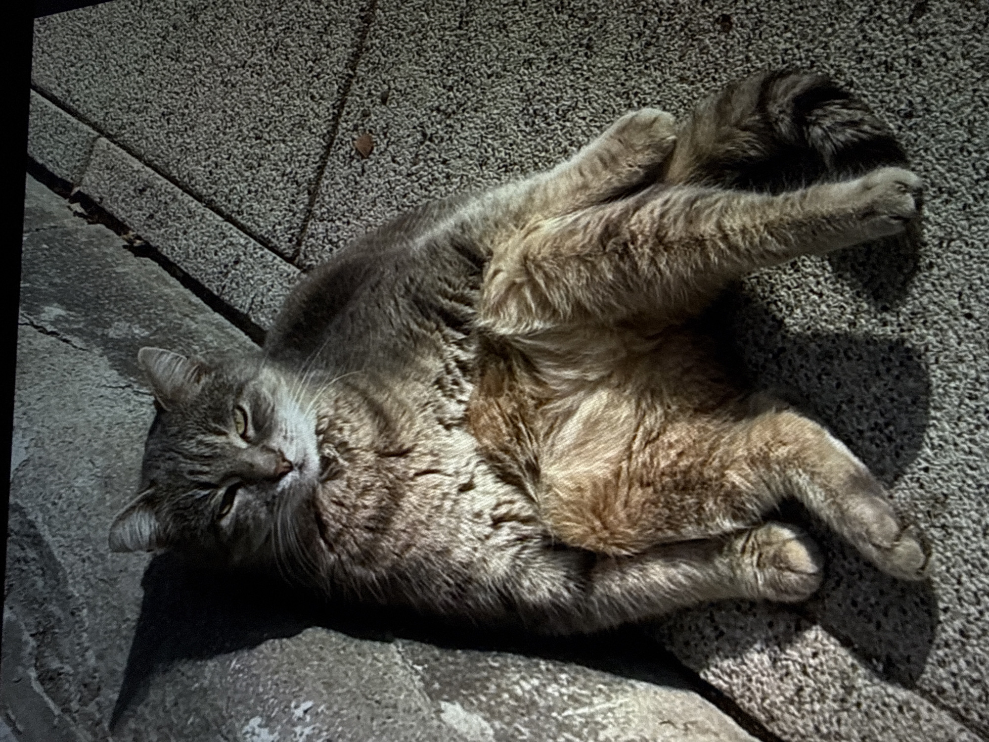 A grey and brown tabby cat is captured lying relaxed on a textured outdoor surface. The cat is positioned on its side, revealing its fluffy belly, with its limbs loosely splayed upwards and downwards. Its eyes are partially closed, displaying a greenish-yellow hue, and its expression appears content and peaceful, suggesting it is resting or sunbathing. One ear is slightly flattened against the ground.
The setting is an outdoor paved area, characterized by two distinct types of grey, textured concrete or stone slabs. One section features a finer, granular texture, while the other shows a rougher surface with visible seams where the slabs meet. A few small pieces of debris, possibly dried leaves, are scattered on the ground.
Strong, defined shadows are cast by the cat, indicating bright sunlight and suggesting the time of day is sunny, likely mid-morning or afternoon. No people are visible in the image, nor is any text present. The scene is set in Plovdiv, Bulgaria. The overall atmosphere is one of calm and relaxation.