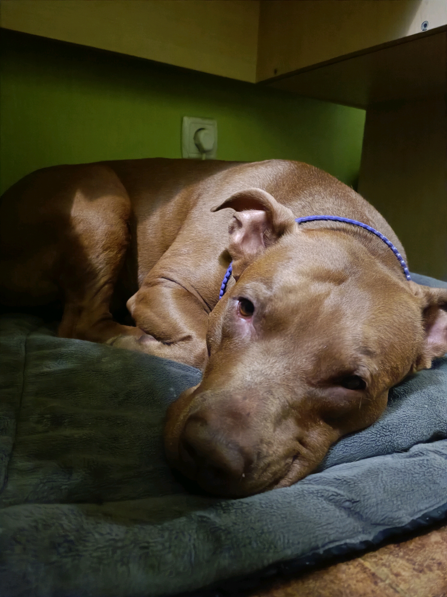 An adult, reddish-brown pit bull dog is sleeping on a gray dog bed. The dog is lying on its side, with its head resting on the bed. A blue braided collar is around the dog's neck. The dog bed is on a patterned floor. In the background, a green wall is visible, with a white electrical outlet on it. Above the wall, a wooden shelf or surface is present. The scene appears to be indoors, likely in a residential setting within Zaporizhzhia, Ukraine.