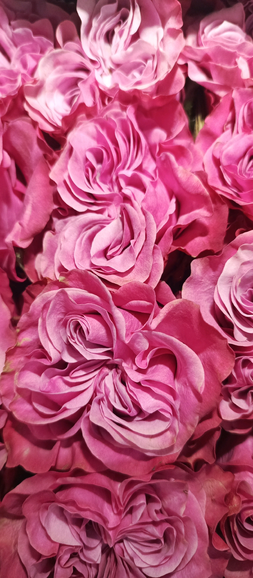 The image shows a close-up, overhead view of a dense arrangement of pink roses. The petals are tightly furled in the center of each bloom, creating a swirling, textured effect. The lighting highlights the soft curves and delicate folds of the petals, with some areas appearing brighter due to the light source. The overall impression is one of abundance and softness. There is no identifiable location in the city of Stavropol, Russia, or any people or specific actions depicted in the image.