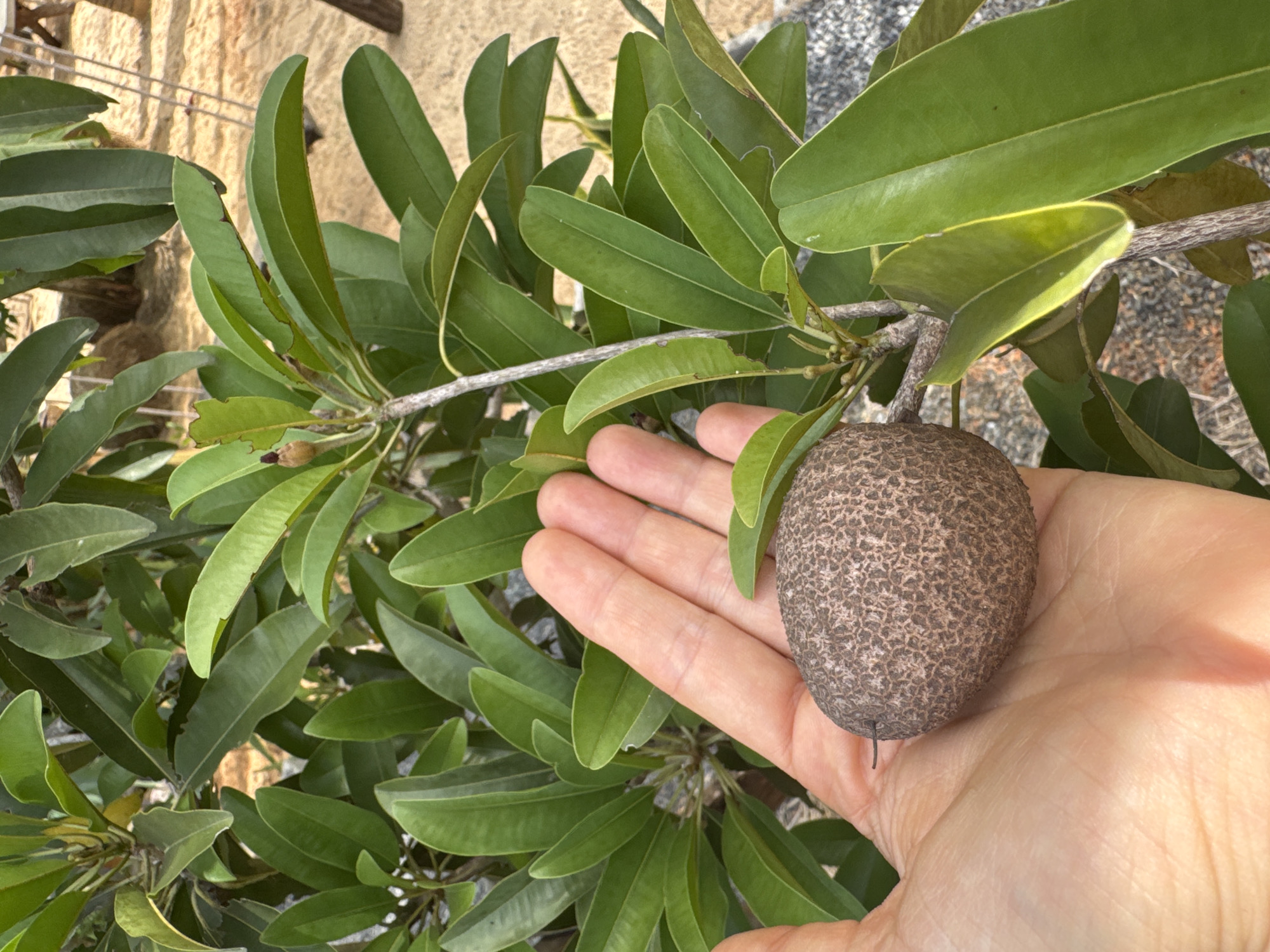 An adult's hand, fair-skinned with visible wrinkles and fingernails, cradles a single, oval-shaped fruit. The fruit's skin is a rough, textured brown, with a speckled pattern. The hand is positioned in front of a dense cluster of lush green leaves, which appear to be part of a tree or large shrub. A thin branch extends from the leaves towards the fruit, with a small, developing bud at its tip. The background is blurred but suggests an outdoor environment with sandy ground and possibly some man-made structures like railings and wooden posts, consistent with a park or resort setting. The scene is brightly lit, indicating it was taken during the day. The location is Mũi Né, Vietnam.