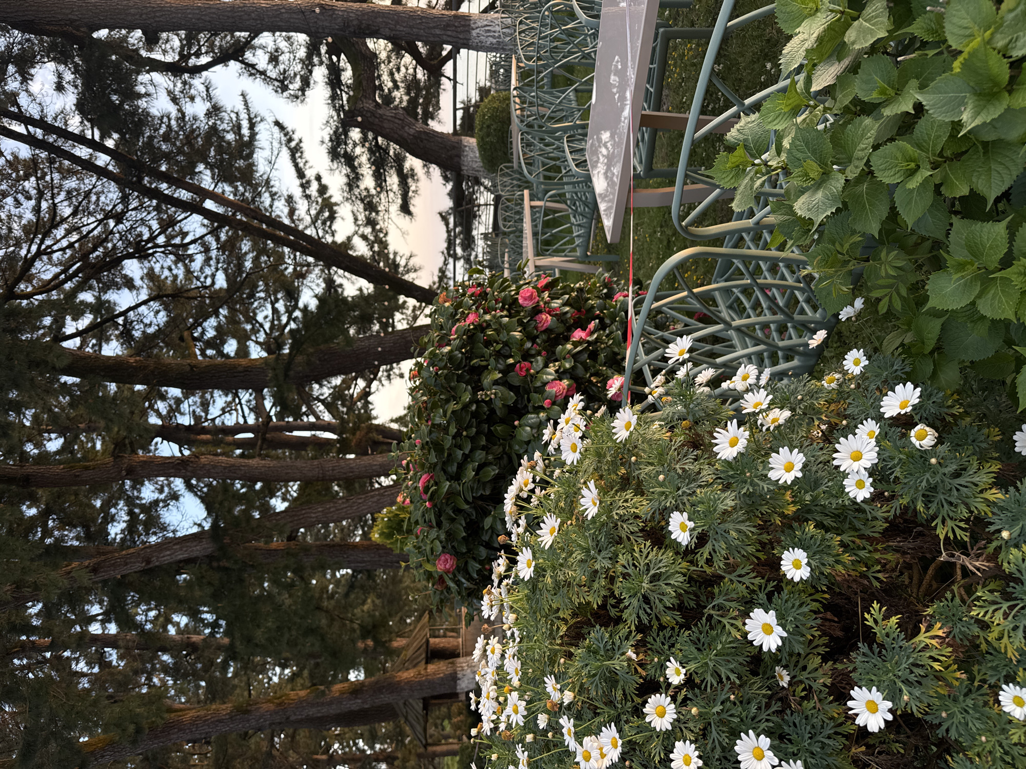 The image captures an outdoor garden or patio setting, filled with lush greenery, vibrant flowers, and outdoor furniture. The perspective is from a low angle, looking across and slightly upwards.
In the immediate foreground, a dense bush of white daisies with bright yellow centers is prominent, their delicate petals and green, lobed leaves forming a vibrant display. To the left, a bush adorned with numerous pink, multi-petaled flowers, resembling camellias, adds a striking contrast in color. Further back on the right, large green plants with broad, textured leaves, possibly hydrangeas, are visible.
The midground features several light green or teal-colored metal outdoor chairs, characterized by their intricate, lattice-like backs and seats. These chairs are arranged in rows, suggesting a dining or seating area. A matching table is partially visible to the right, upon which rests a white, rectangular object, possibly a menu or sign, though no text is discernible.
The background is dominated by the robust trunks and branches of tall trees, likely pines or firs, whose dark bark and needle-like foliage stand out against a softly lit, light sky. The lighting suggests either early morning or late afternoon, creating a serene and natural ambiance. No individuals are present in the scene.