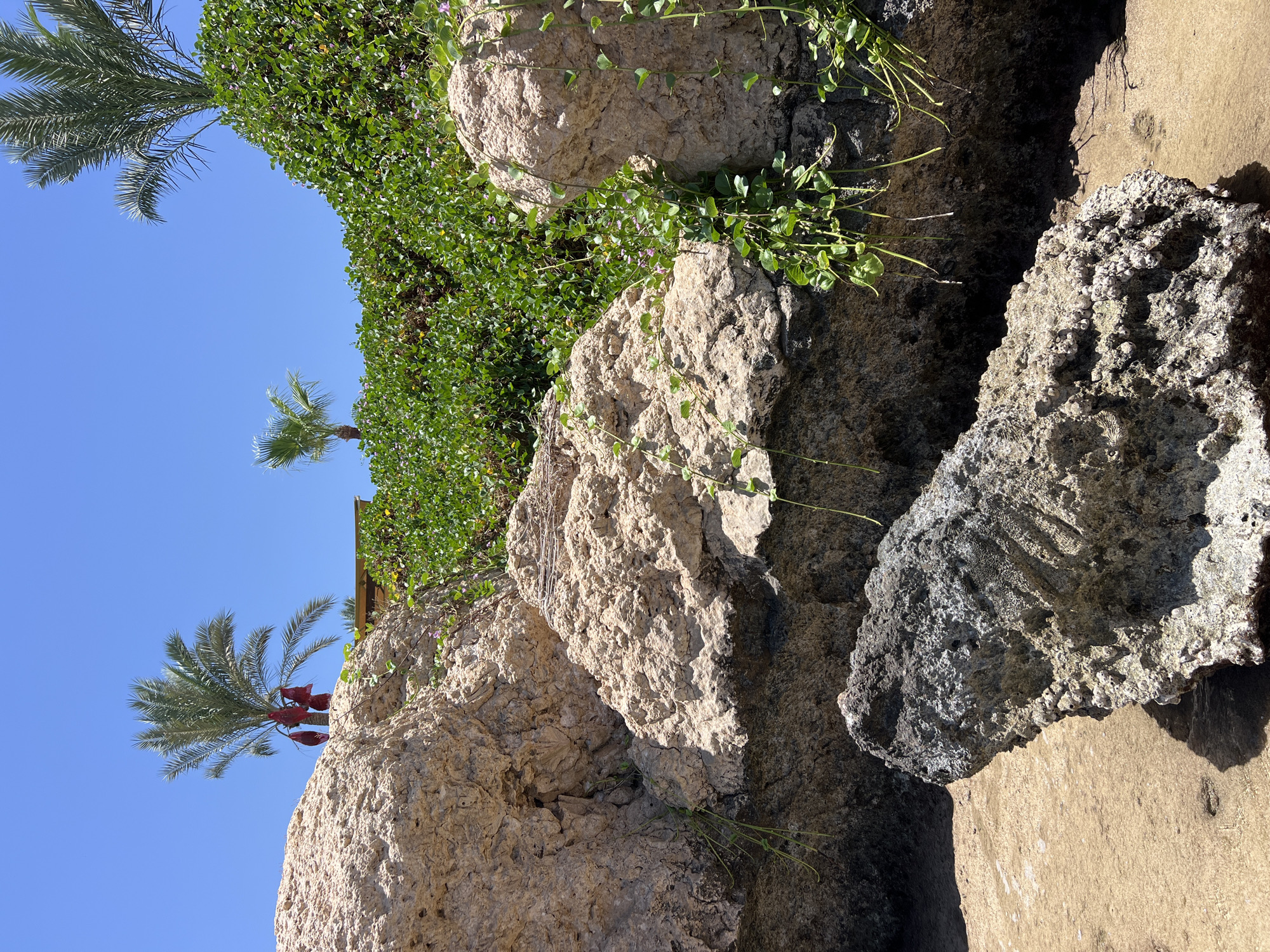 This is a photograph of a rocky shoreline with lush green vegetation and palm trees under a clear blue sky. In the foreground, there are large, weathered rocks of varying textures and colors, some covered in moss or small plants. A dark, porous rock rests on the sandy shore in the lower left corner, casting a shadow. Behind the rocks, a dense green hedge-like vegetation covers a slope, with several palm trees visible above it. One palm tree in the mid-left has three large, red, fruit-like clusters hanging from it. In the background, a building with a yellow facade is partially visible behind the vegetation. The scene appears to be a tropical or subtropical coastal environment, likely a resort area in Sharm El Sheikh, Egypt, given the presence of palm trees and the clear, bright sunlight indicative of the region. There are no people or animals visible in the image.