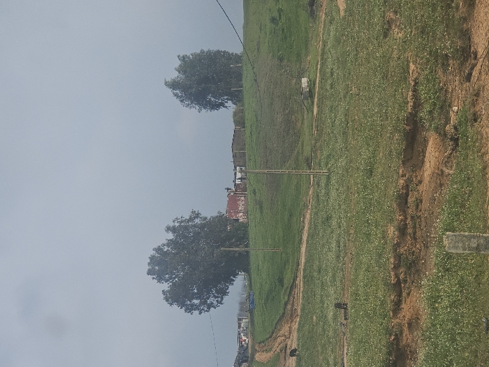 The image presents a semi-rural landscape located in Ameur, Morocco, under an overcast sky. The foreground consists of uneven terrain featuring exposed reddish-brown soil mixed with patches of green grass containing small white blossoms. A partial concrete post is visible in the lower-left, while a full, slender utility pole stands upright in the mid-left foreground. A dirt path originates from the mid-left, ascending and curving towards the background. A dark-colored animal, appearing to be a bovine or ovine, stands near this path on the left side of the mid-ground.
The mid-ground is dominated by undulating green hills, traversed by multiple slender utility poles extending into the distance, some exhibiting connecting wires. On the right side of the mid-ground, a circular concrete structure, possibly a well or water basin, is positioned on the hillside.
In the background, situated on a hilltop, a cluster of buildings is visible. One structure exhibits a reddish-orange upper portion or roof. These buildings are flanked by two large trees with dense green foliage, the left tree being more prominent. Additional structures and utility infrastructure are discernible in the far background to the left, indicating a scattered settlement. The sky is uniformly light grey, consistent with overcast conditions. No human subjects are identified within the scene.